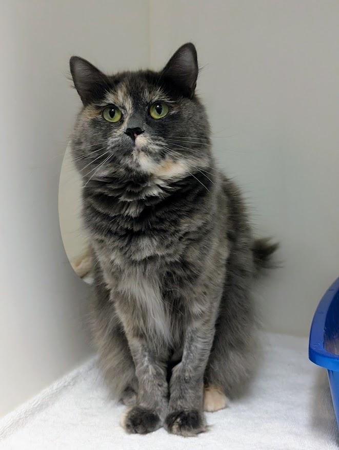 Enlarge Marla, an adopted Domestic Medium Hair in Coquitlam, BC image 1/1