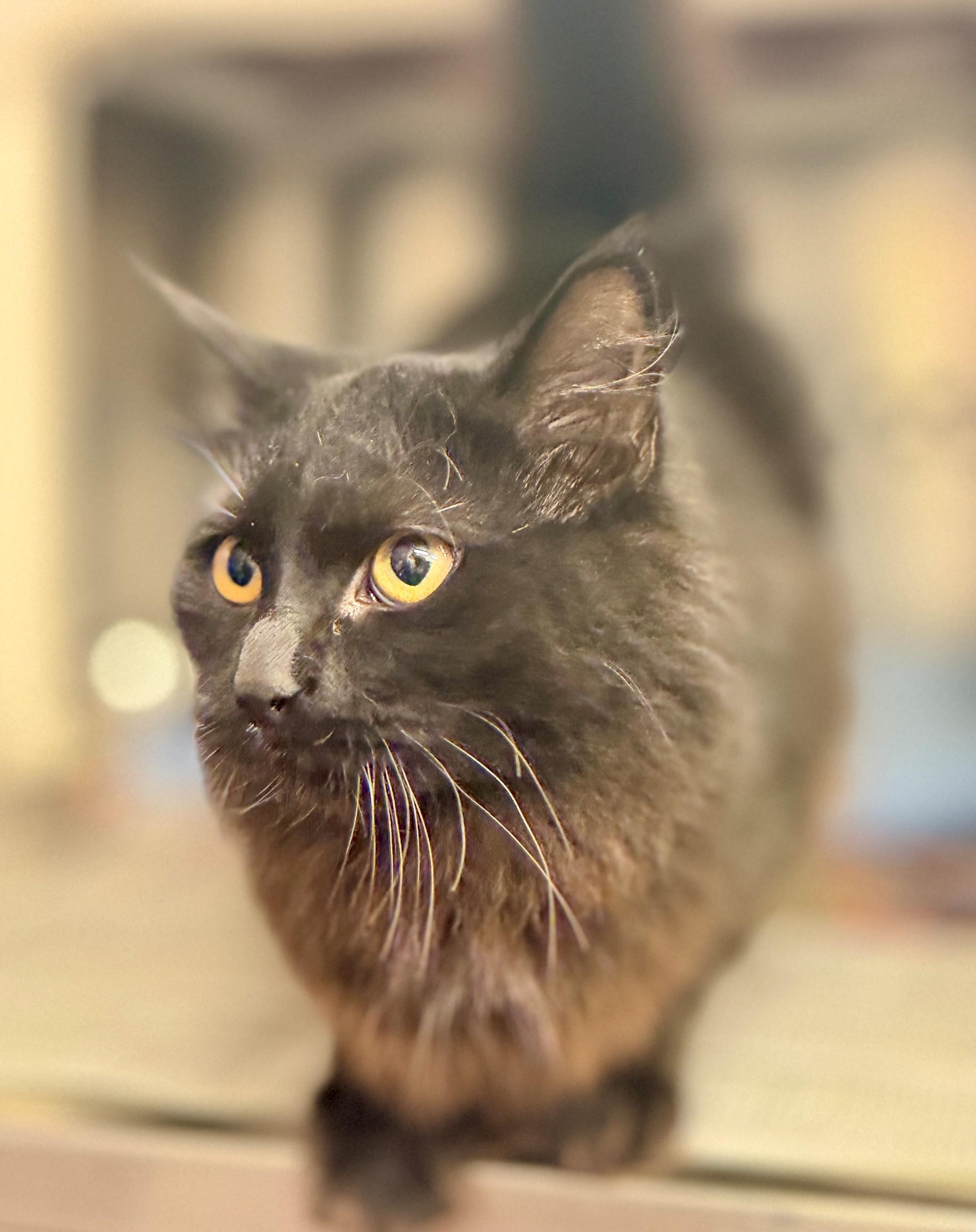 Broomstick, Adoptable, Young Female Domestic Medium Hair.
