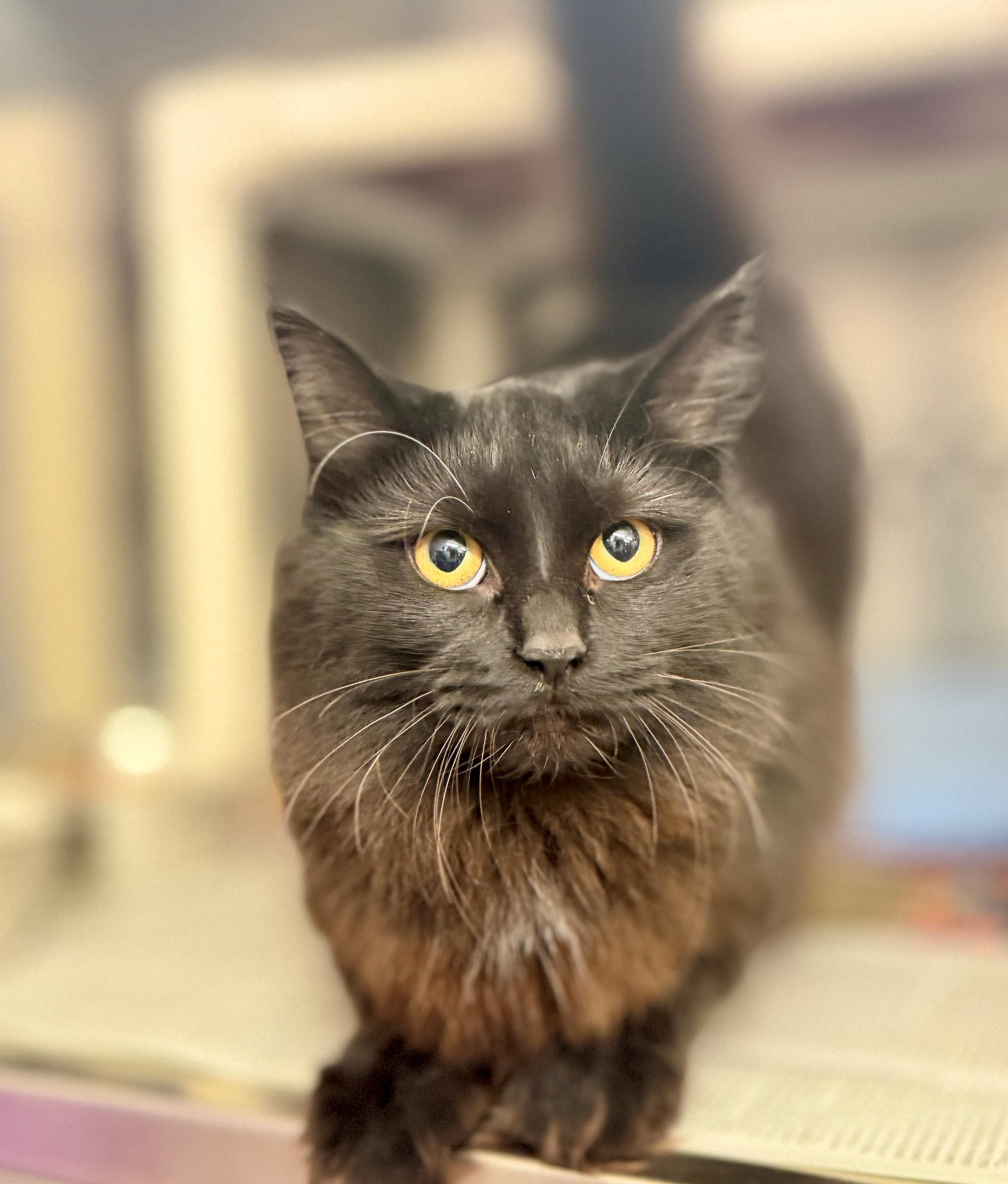 Enlarge Broomstick, a Adoptable Domestic Medium Hair in Hamilton, ON image 2/3