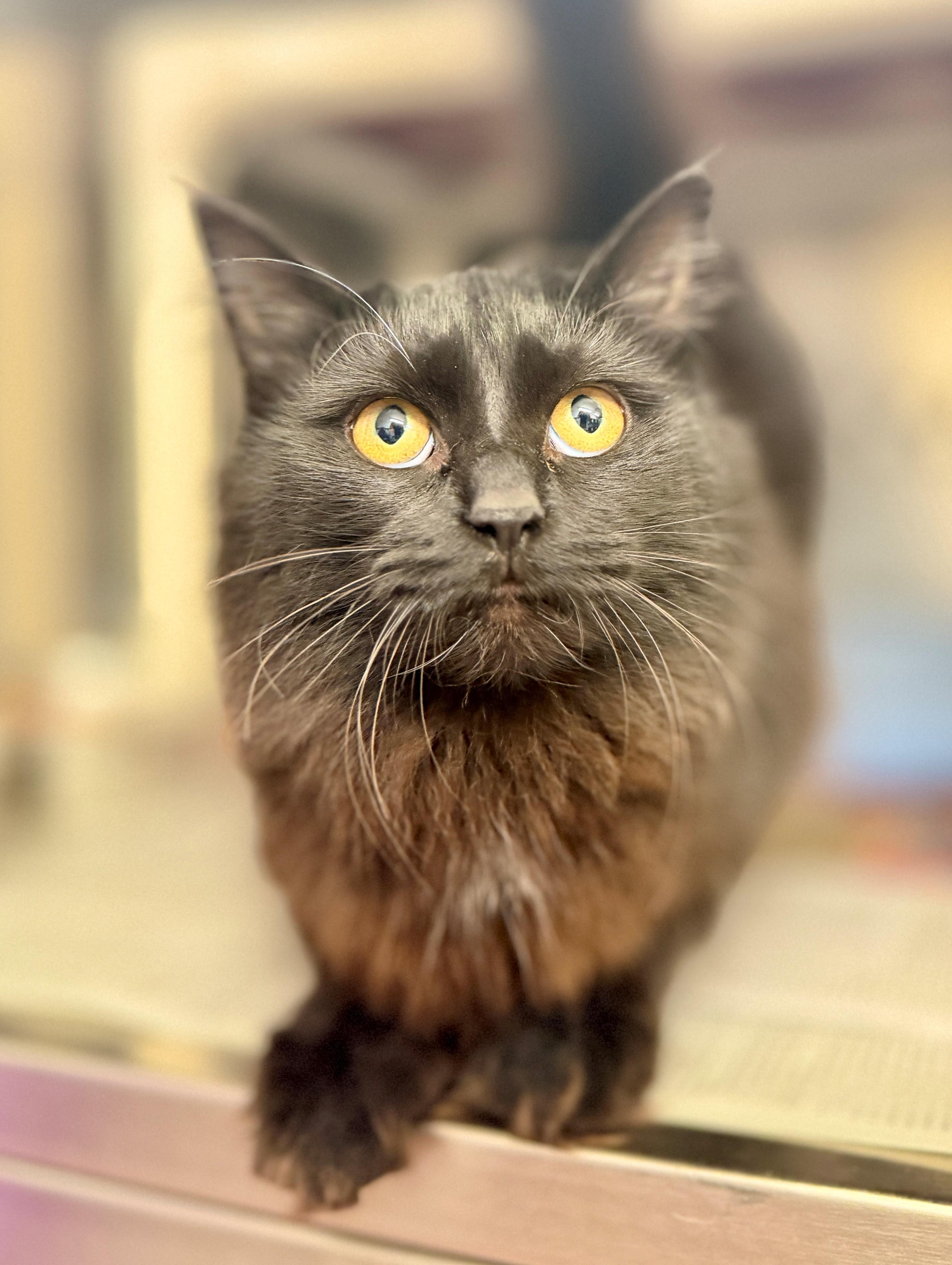 Enlarge Broomstick, a Adoptable Domestic Medium Hair in Hamilton, ON image 3/3