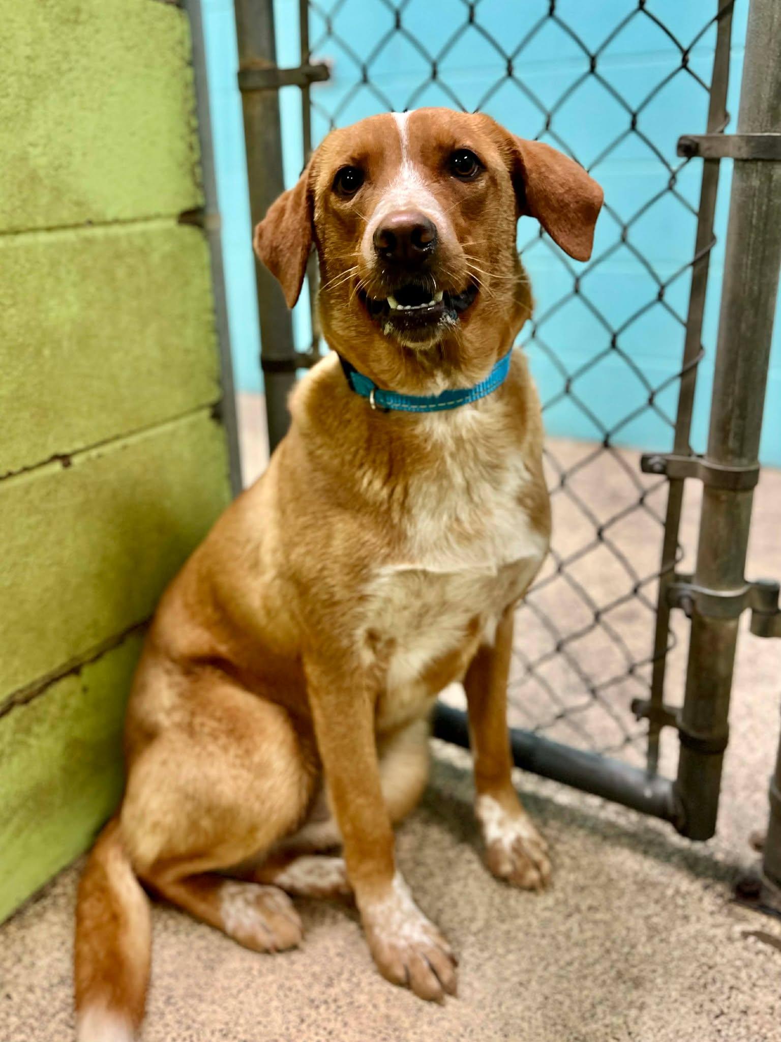 Enlarge Talia, a ADOPTABLE mixed breed in Fort Payne, AL image 1/2