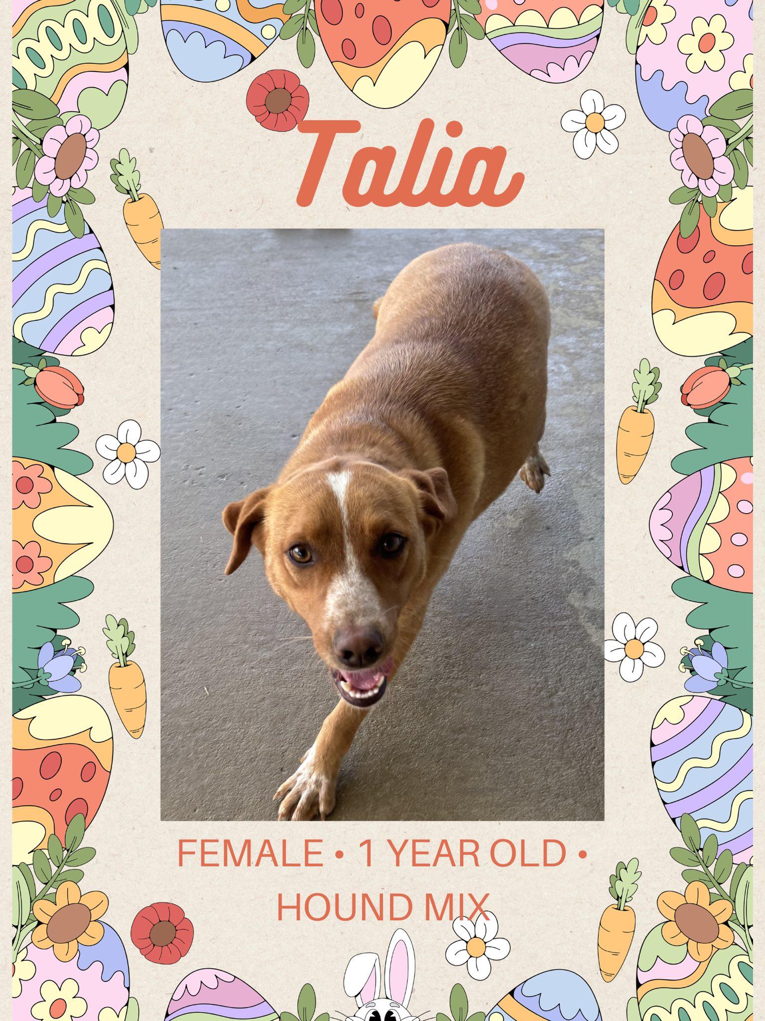Enlarge Talia, a ADOPTABLE mixed breed in Fort Payne, AL image 2/2