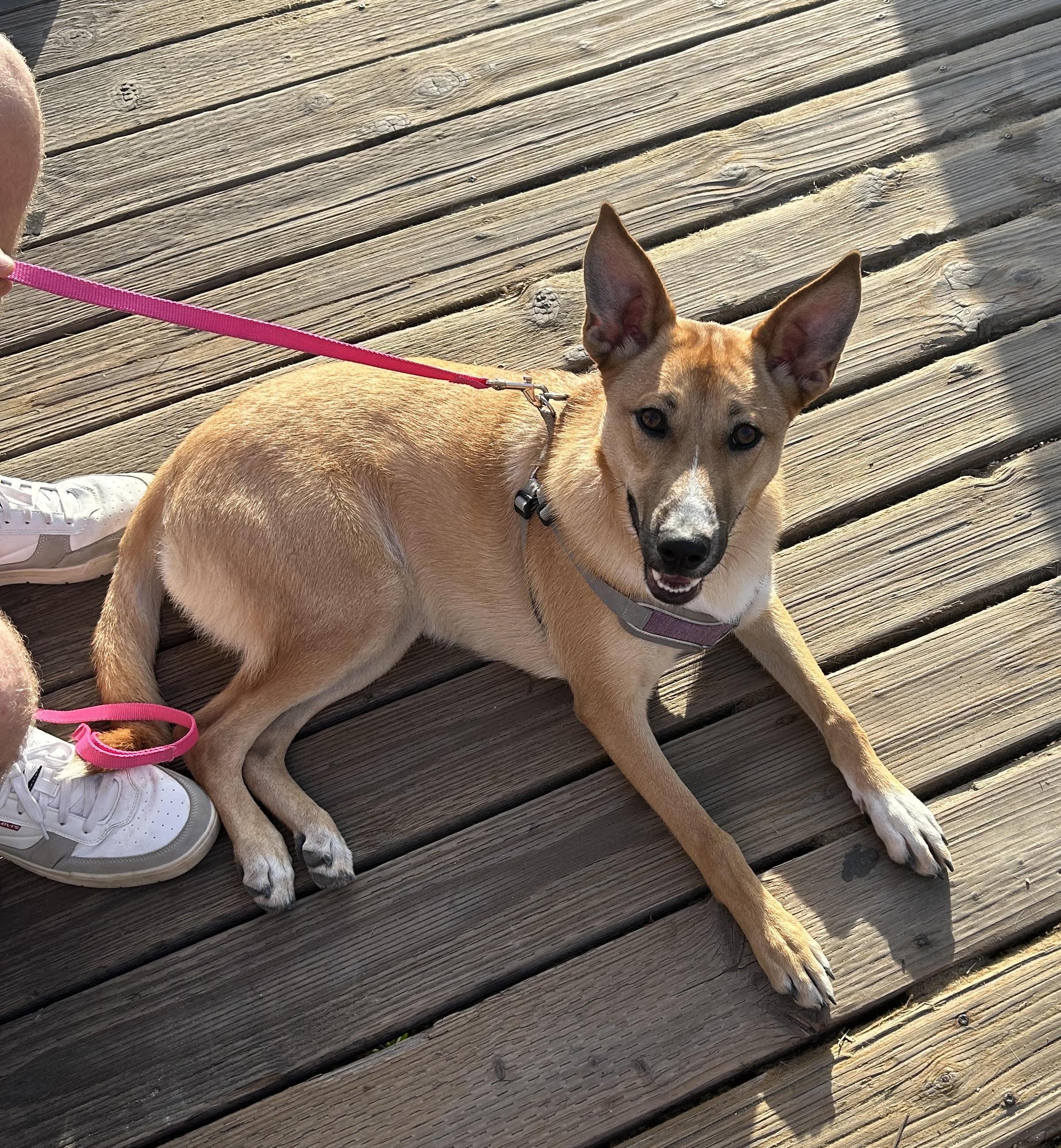 Cleo, a Adoptable mixed breed in Carlsbad, CA image 1/3