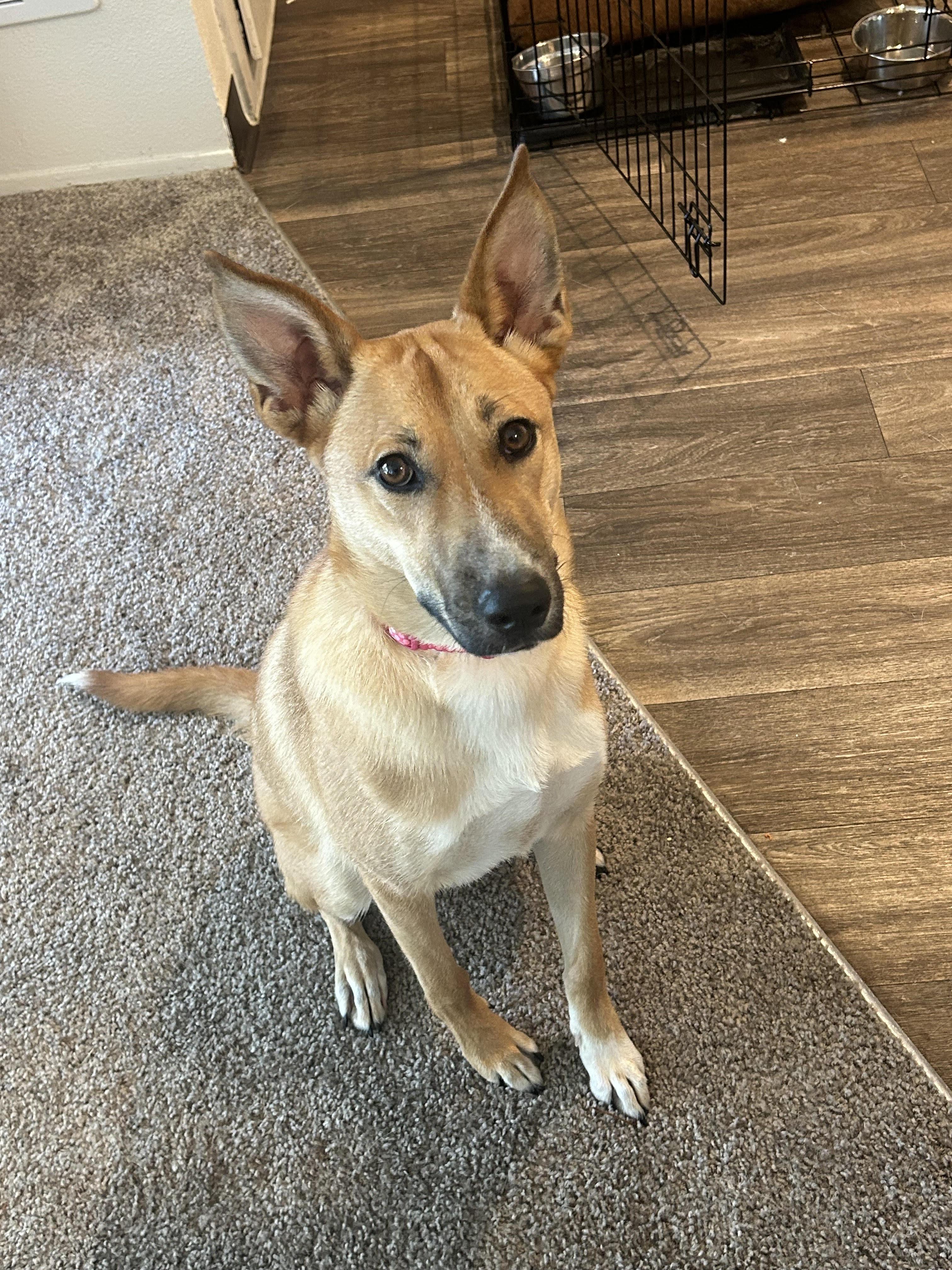 Enlarge Cleo, a Adoptable mixed breed in San DIego, CA image 2/3