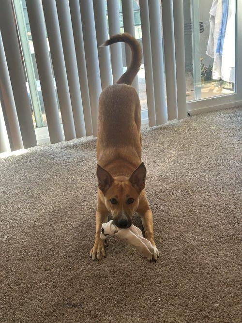 Cleo, a Adoptable mixed breed in Carlsbad, CA image 3/3