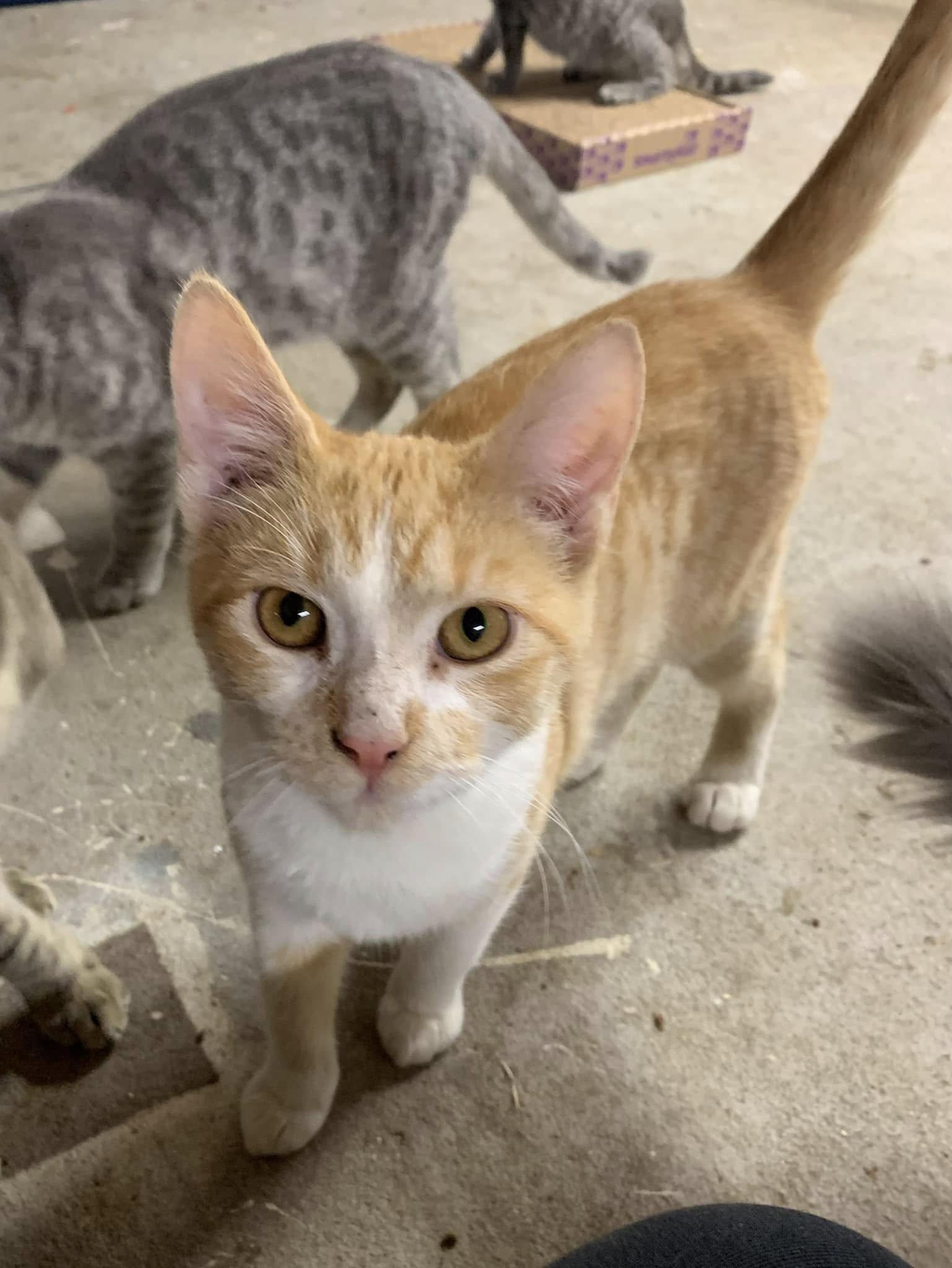 Garfield, Adoptable, Young Male American Shorthair.