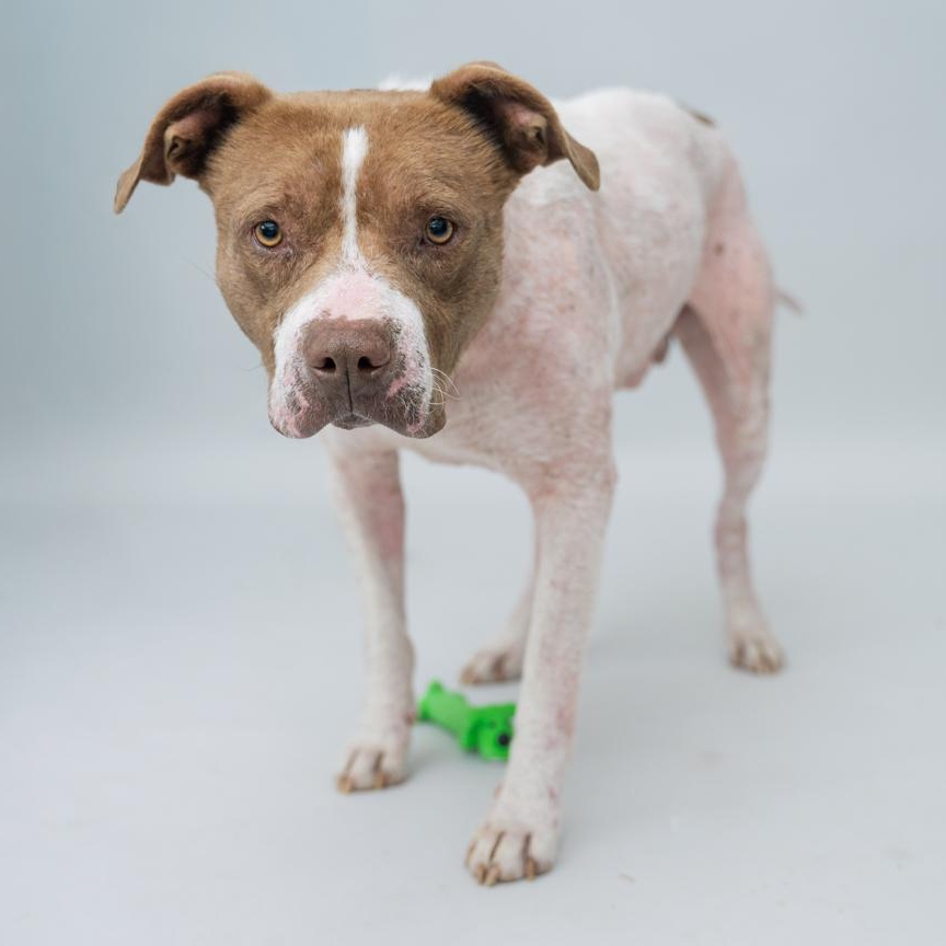 Enlarge Hero  GENTLE CALM OLD SOUL/THERAPY DOG CANDIDATE, a ADOPTABLE mixed breed in Bethel, CT image 4/4
