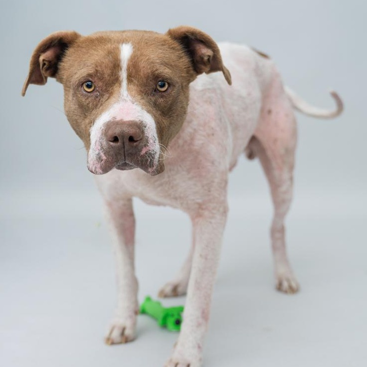 Hero  GENTLE CALM OLD SOUL/THERAPY DOG CANDIDATE, ADOPTABLE, Adult Male Terrier.