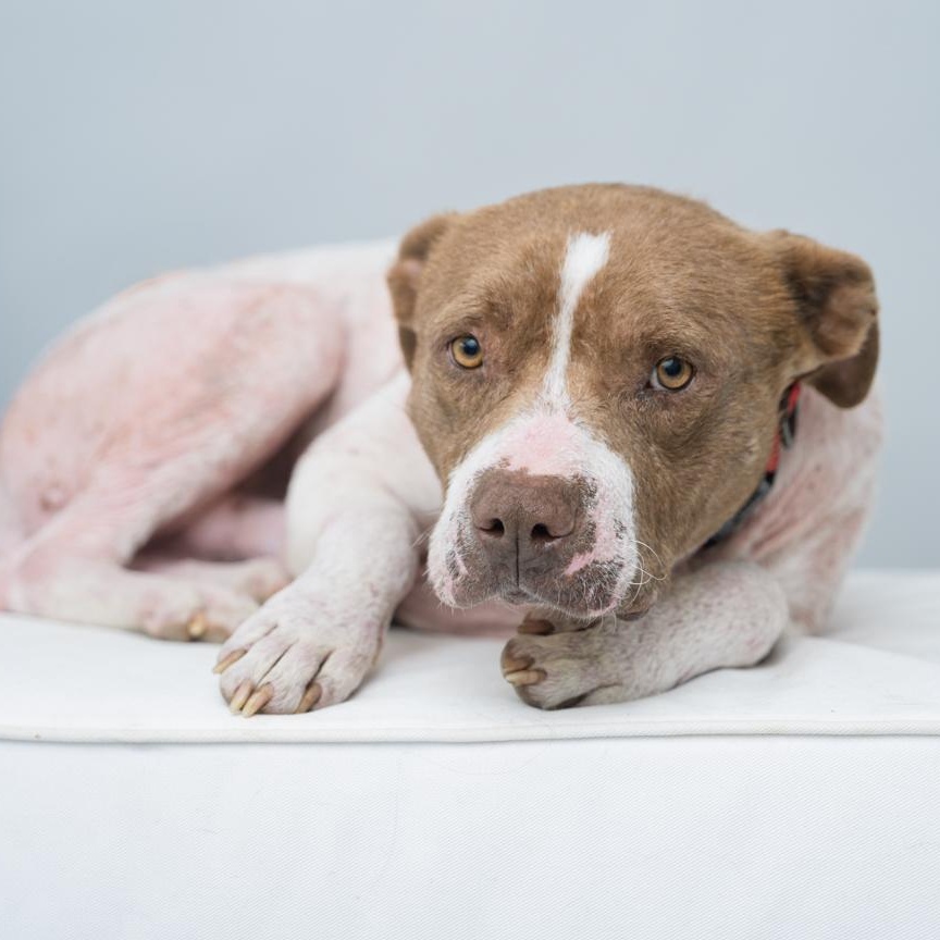 Enlarge Hero  GENTLE CALM OLD SOUL/THERAPY DOG CANDIDATE, a ADOPTABLE mixed breed in Bethel, CT image 2/4