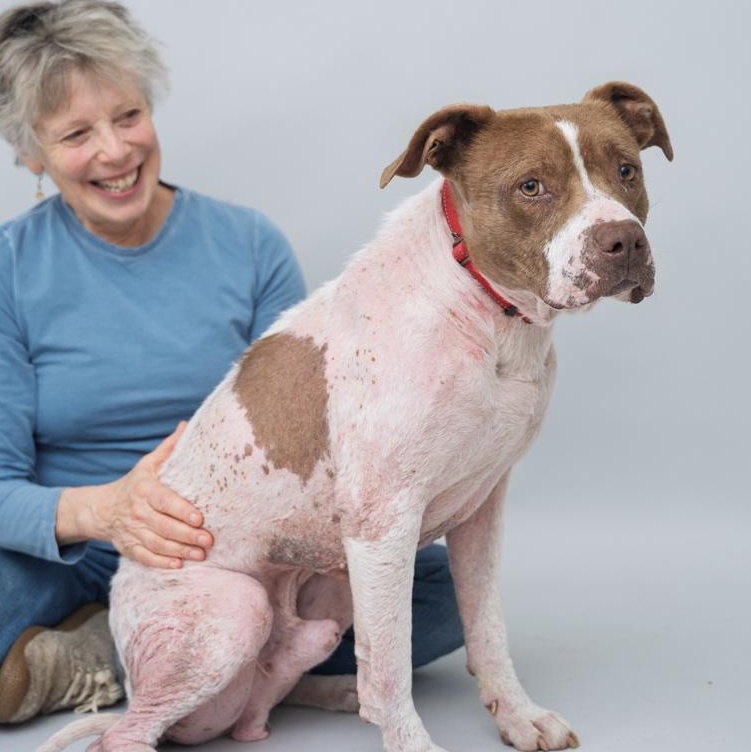 Enlarge Hero  GENTLE CALM OLD SOUL/THERAPY DOG CANDIDATE, a ADOPTABLE mixed breed in Bethel, CT image 3/4