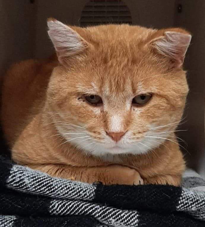 Bronson, Adopted, Adult Male Domestic Short Hair.