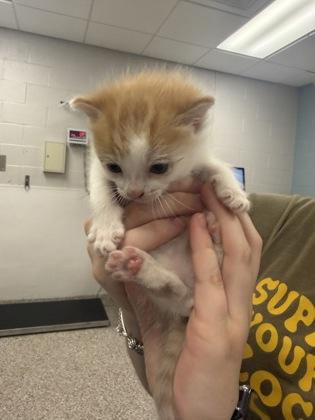 Enlarge Guppy, a Adoptable mixed breed in Gastonia, NC image 1/1