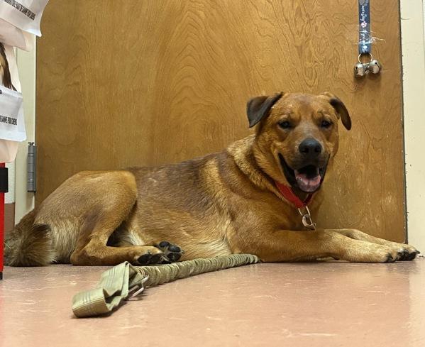 Junior, Adoptable, Adult Male Shepherd & Chow Chow.