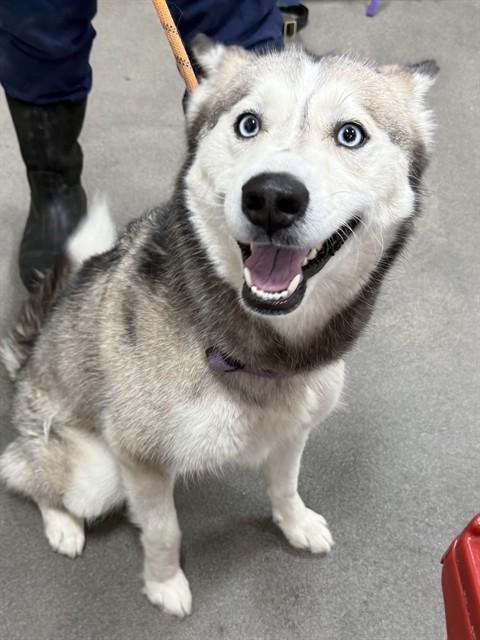 Enlarge BELLA, a Adoptable Siberian Husky in Upper Marlboro, MD image 1/1