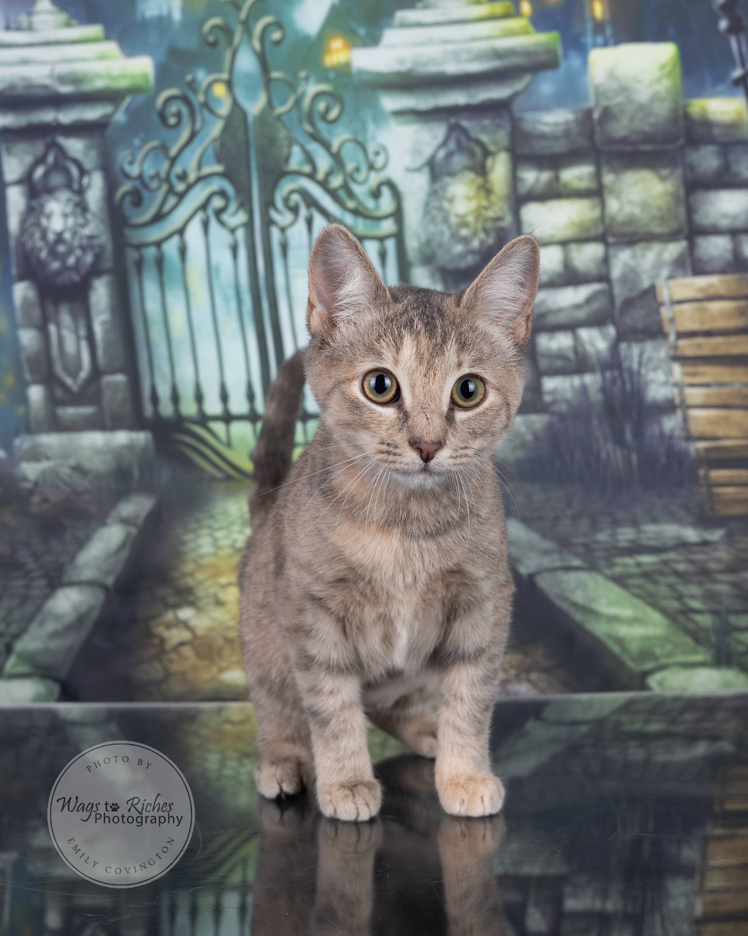 Sunny - Adopted, Adoptable, Kitten Female Domestic Short Hair & Tabby.