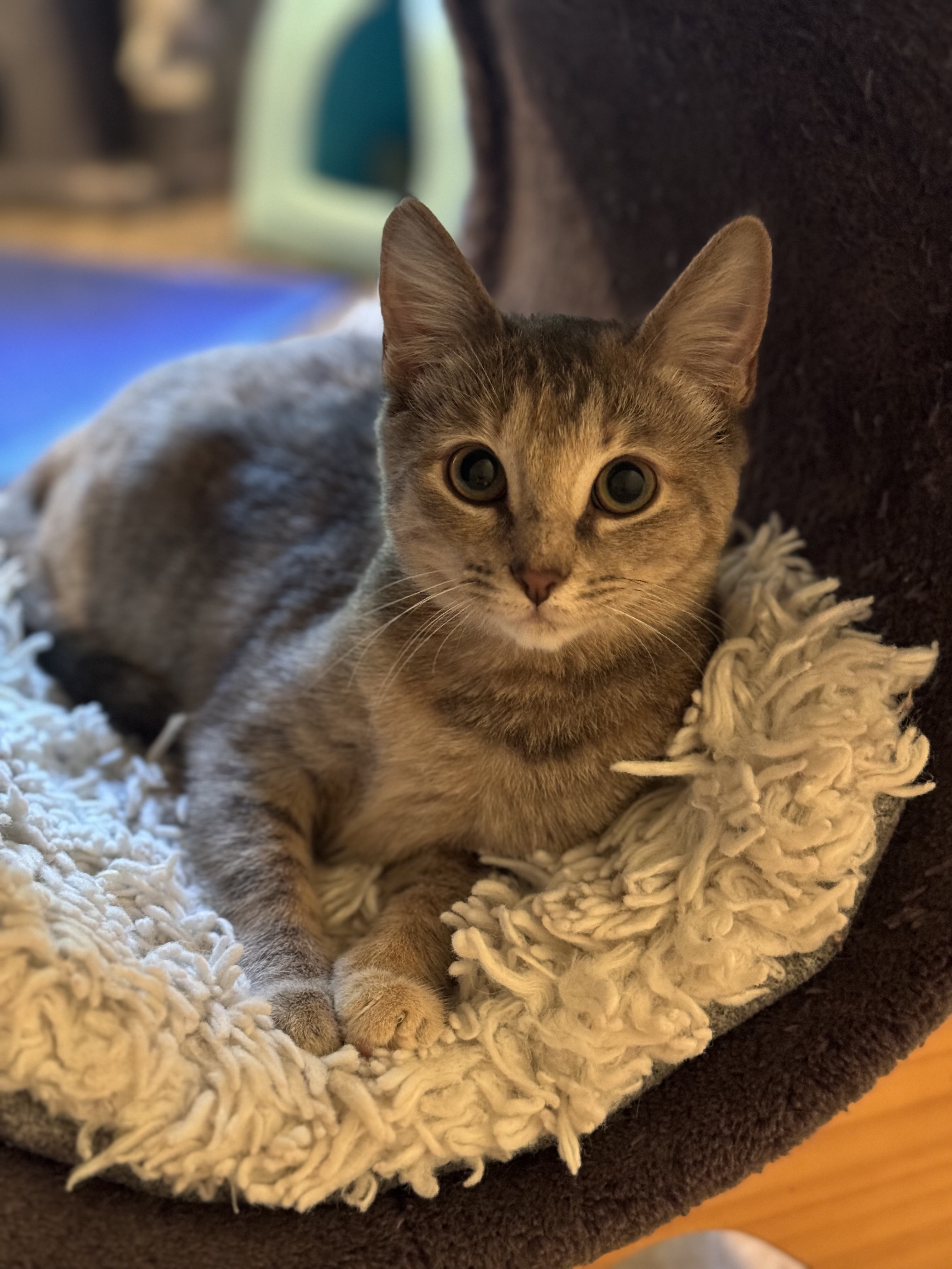 Sunny - Adopted, a Adoptable mixed breed in Johnston , RI image 4/6