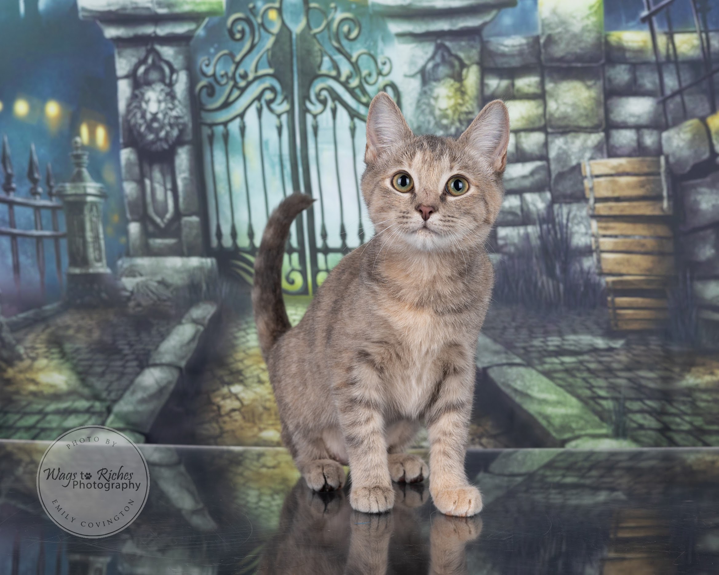 Sunny - Adopted, Adoptable, Kitten Female Domestic Short Hair & Tabby.