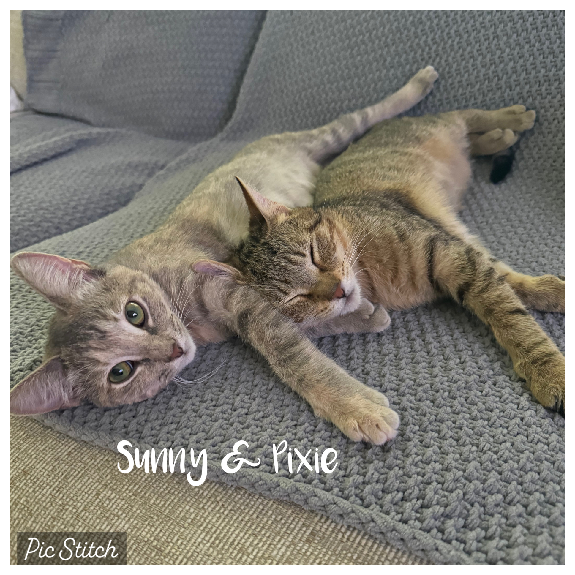 Sunny - Adopted, a Adoptable mixed breed in Johnston , RI image 2/6