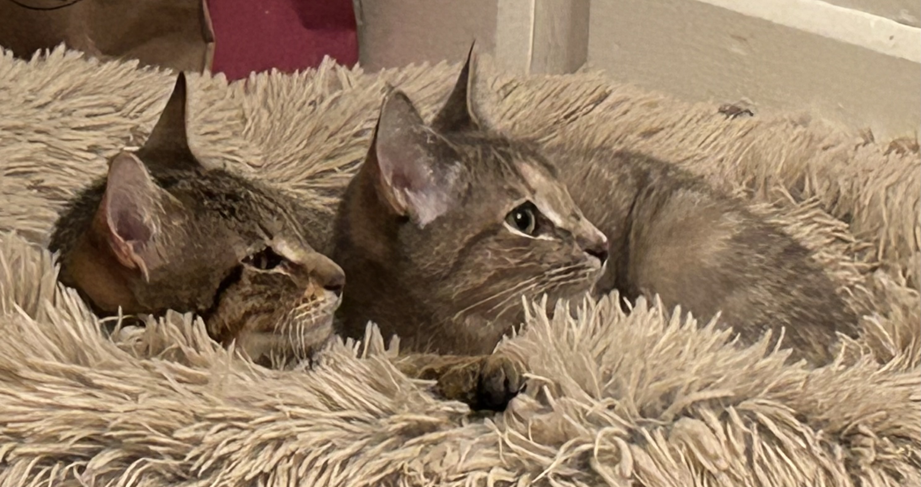 Sunny - Adopted, a Adoptable mixed breed in Johnston , RI image 6/6