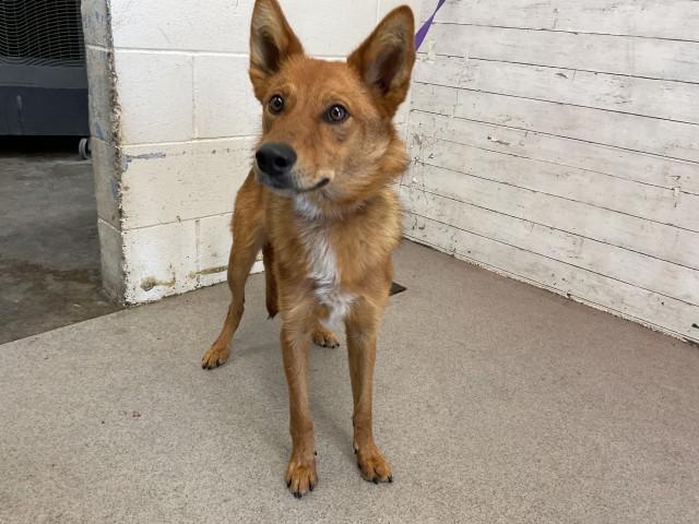 Enlarge FINNLEY BRIE WHISKINGTON III, a Adoptable mixed breed in San Bernardino, CA image 1/1