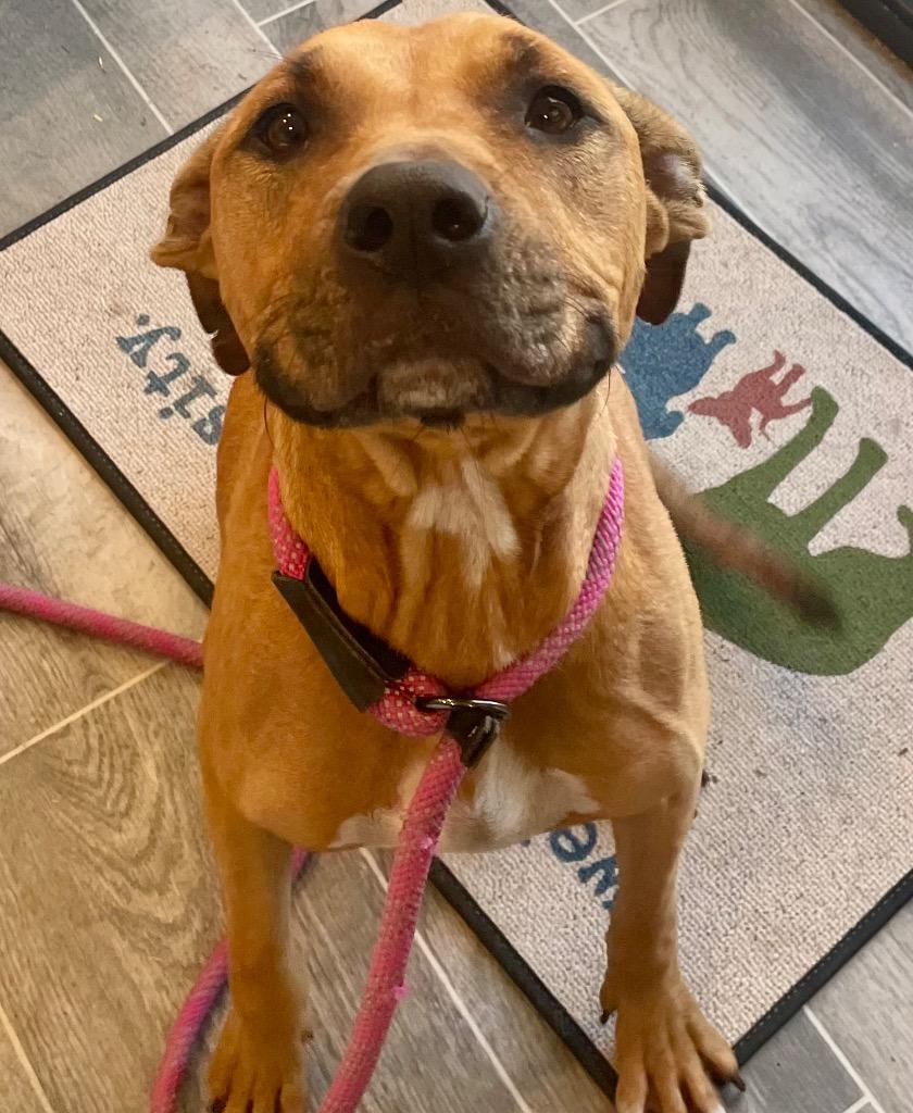 Enlarge Lucy, a Adoptable Pit Bull Terrier in Nashville, GA image 1/1