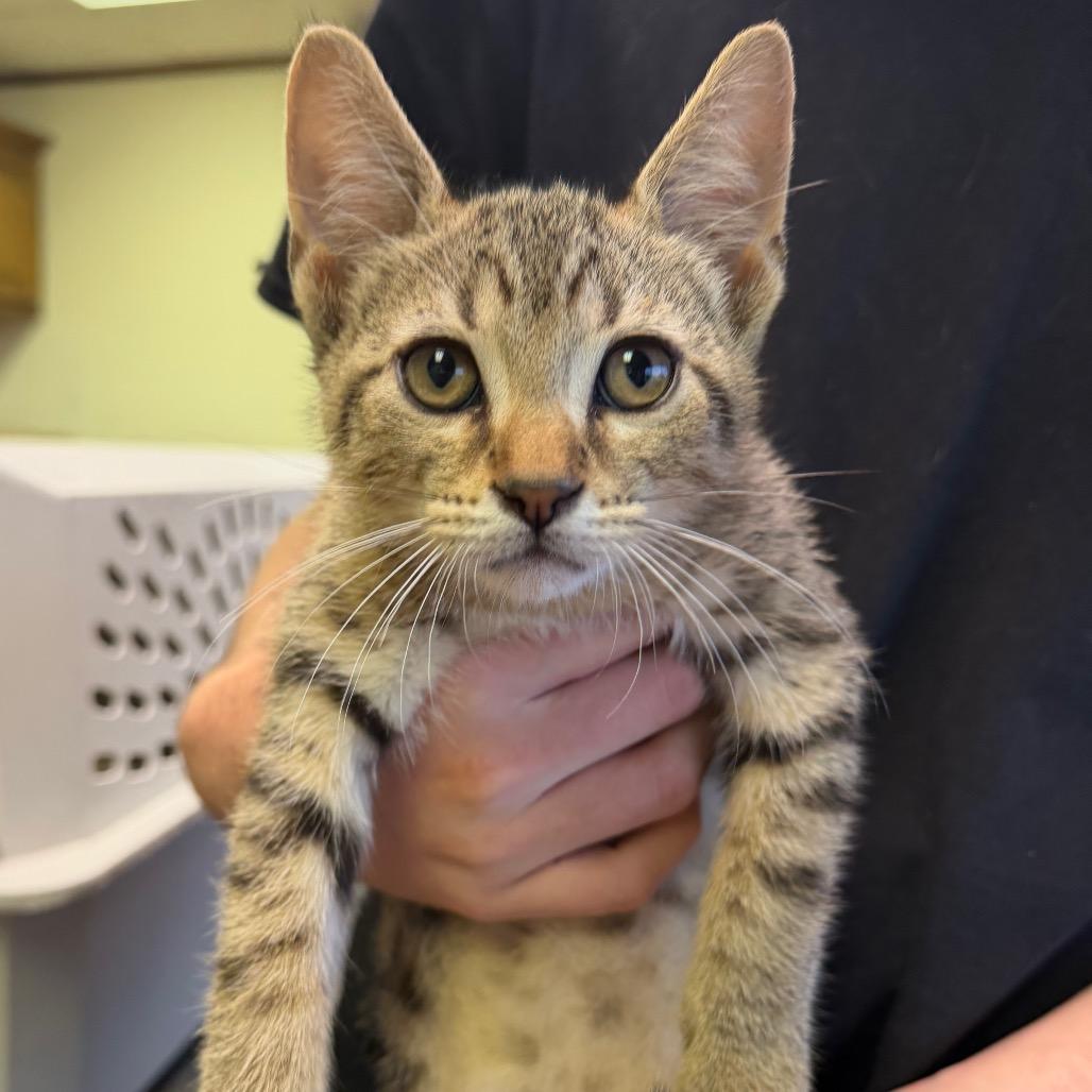 Waldo F-21625, a Adoptable Domestic Short Hair in Oklahoma City, OK image 1/4