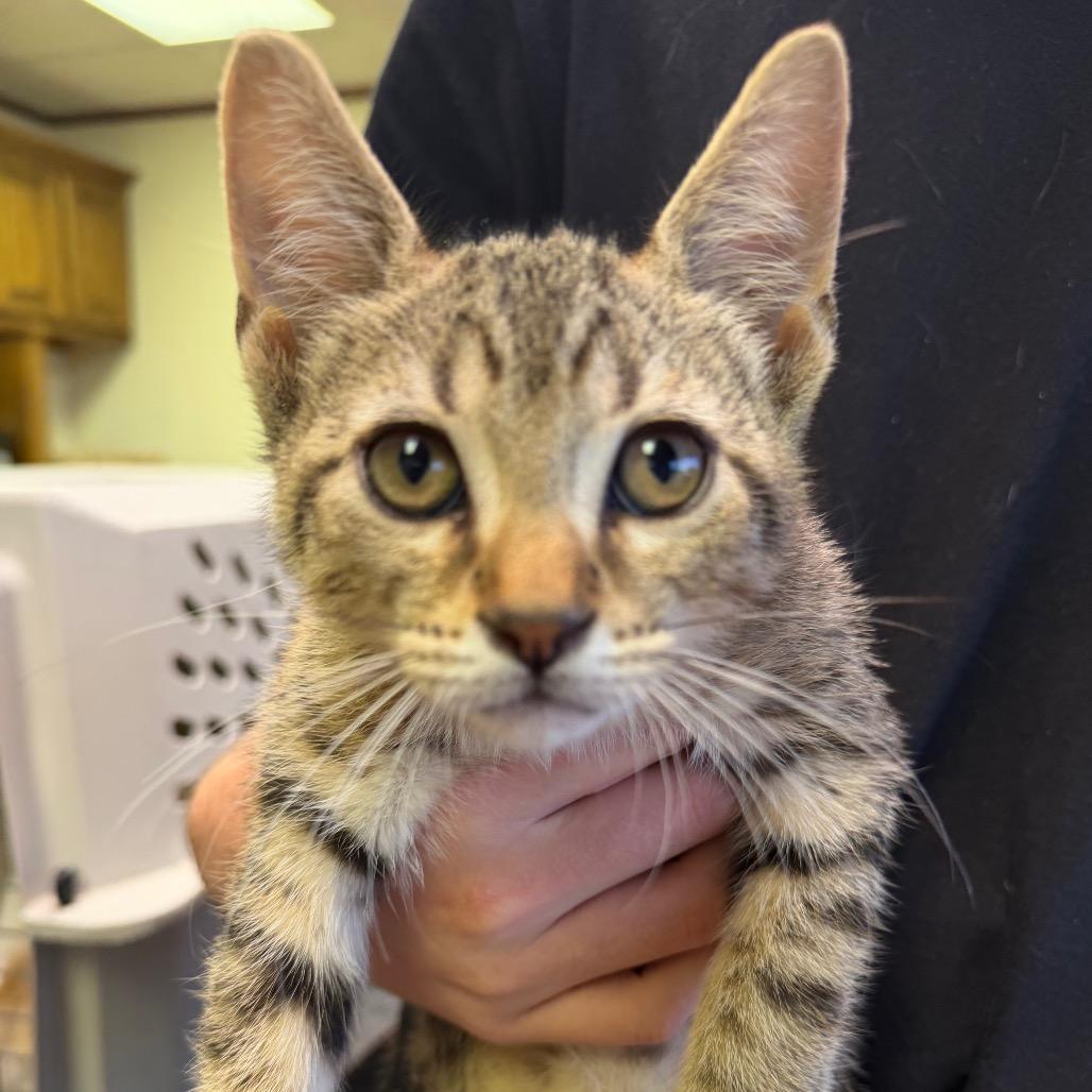 Waldo F-21625, a Adoptable Domestic Short Hair in Oklahoma City, OK image 2/4
