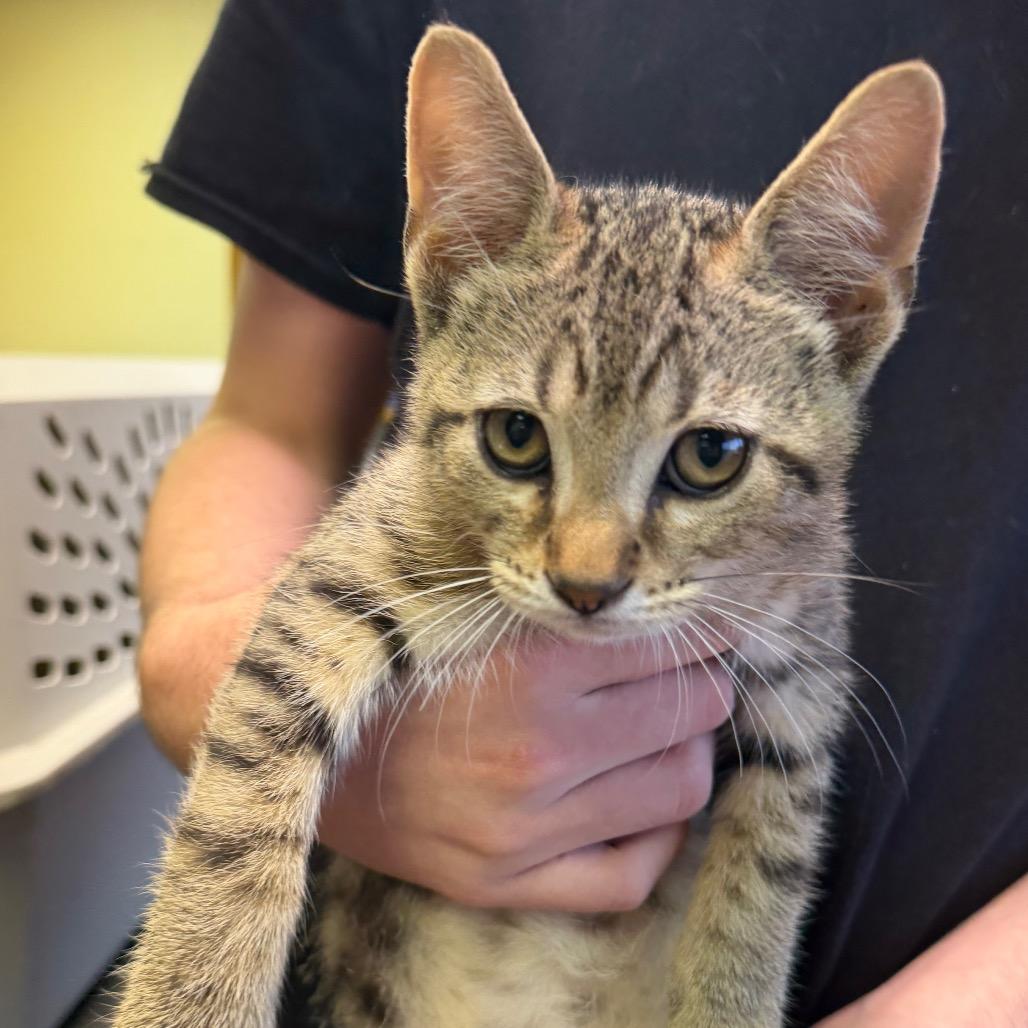 Waldo F-21625, a Adoptable Domestic Short Hair in Oklahoma City, OK image 3/4