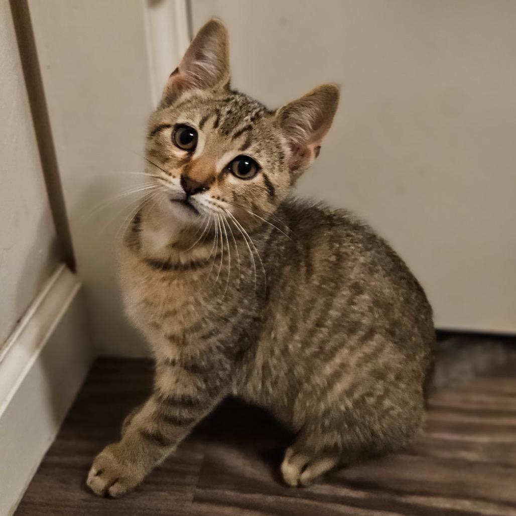 Waldo F-21625, a Adoptable Domestic Short Hair in Oklahoma City, OK image 4/4