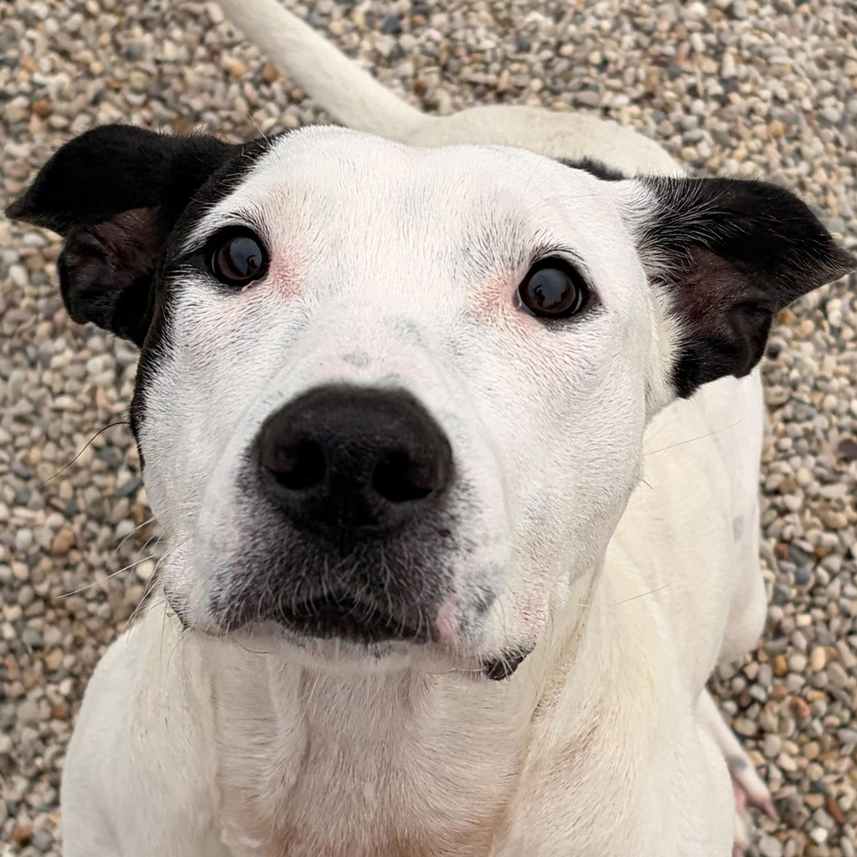 Darla - Name Your Own Adoption Fee!, Adoptable, Adult Female Pit Bull Terrier.