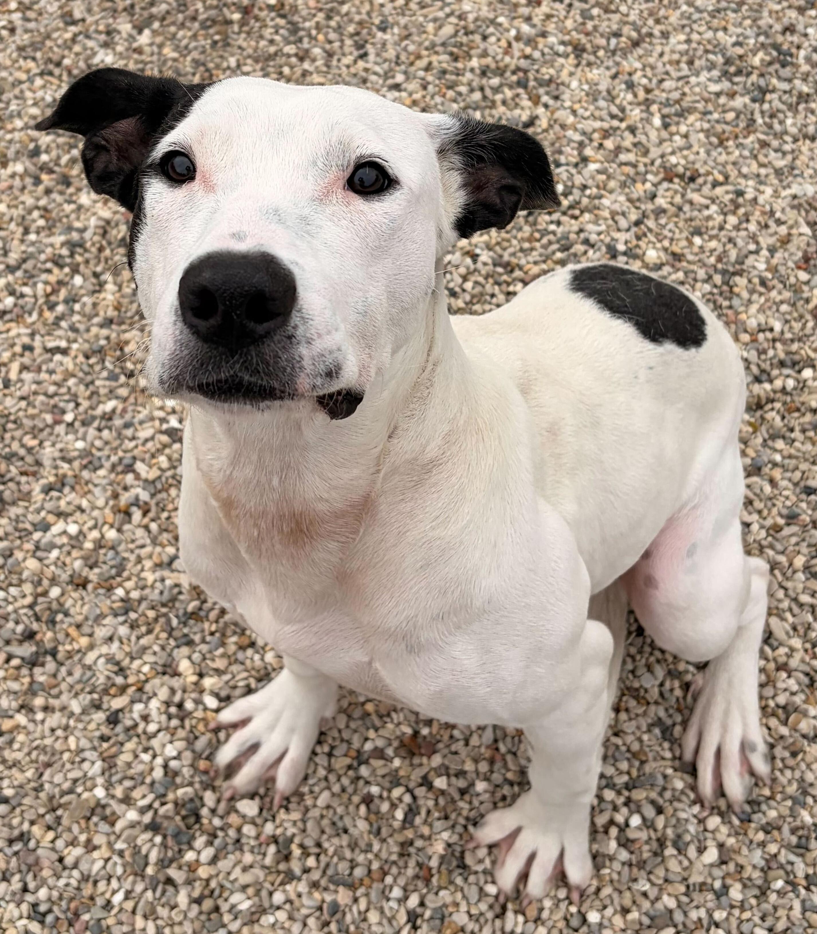 Darla - Name Your Own Adoption Fee!, an adopted Pit Bull Terrier in Jefferson, WI image 2/2