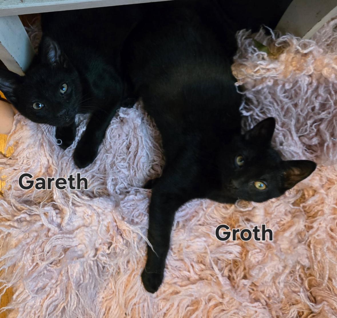 Groth & Gareth ( Bonded Pair)