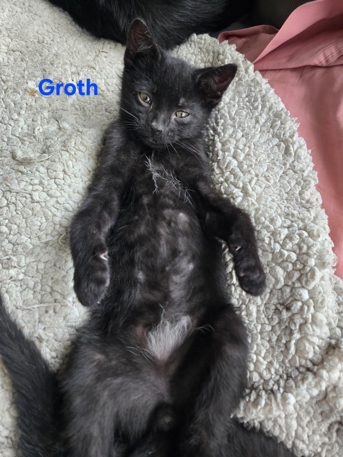 Groth & Gareth ( Bonded Pair) 3