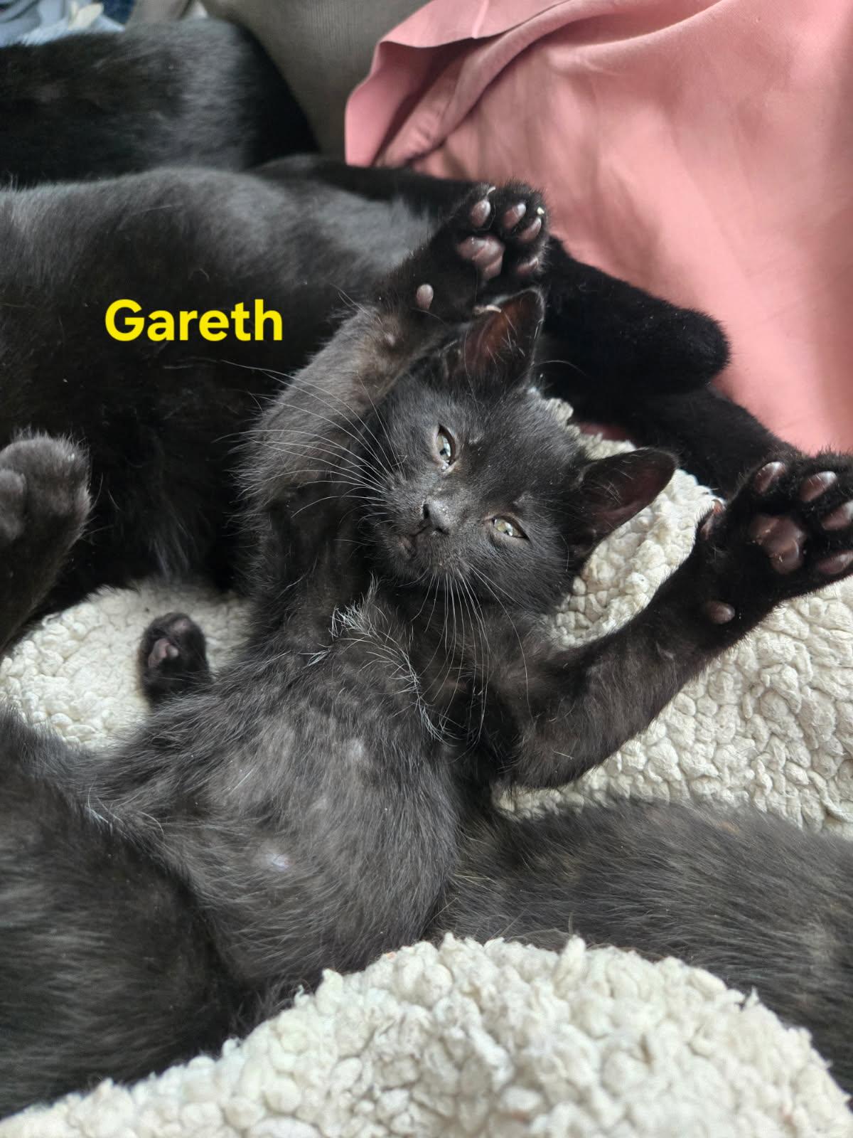 Groth & Gareth ( Bonded Pair)