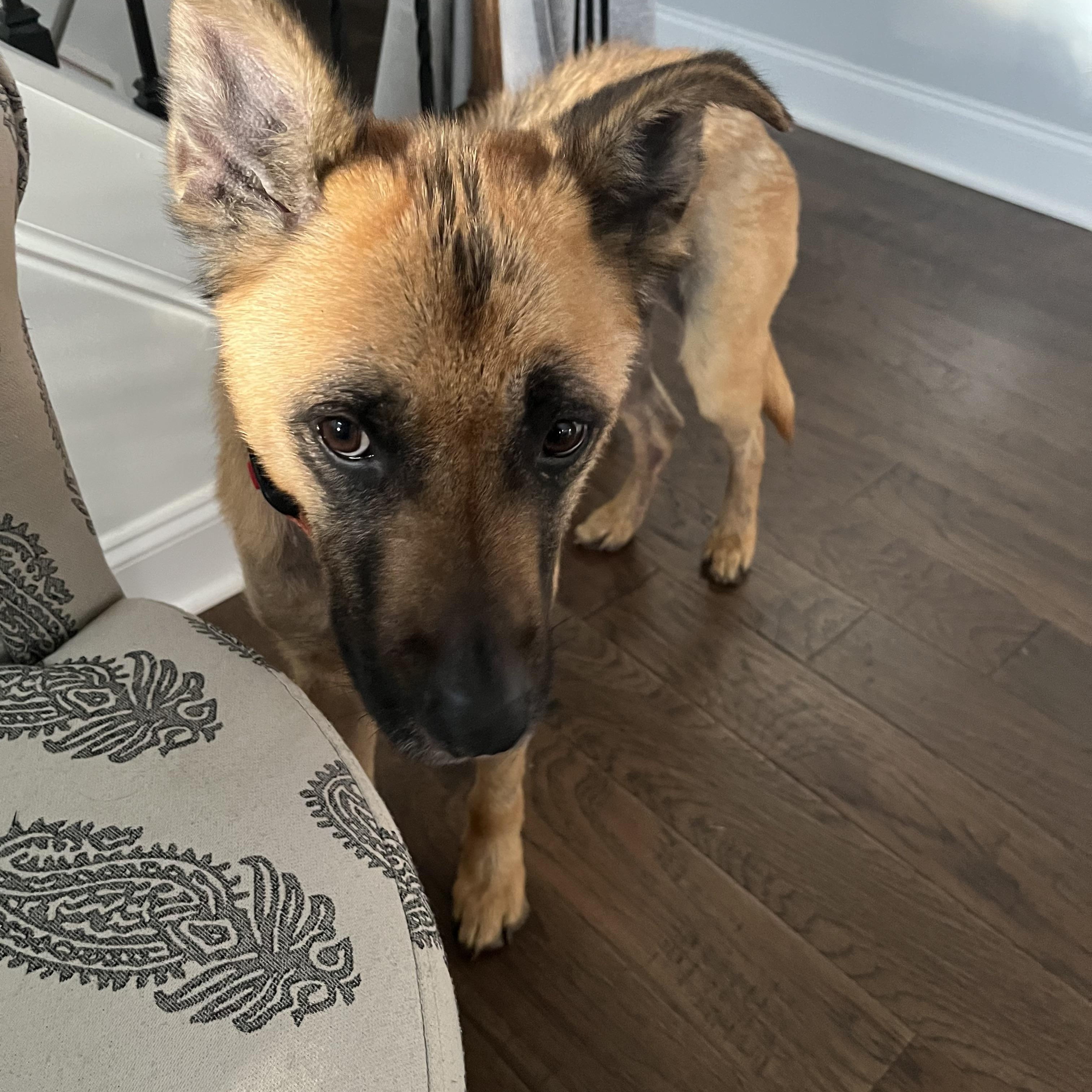 Klaus, ADOPTABLE, Young Male German Shepherd Dog.