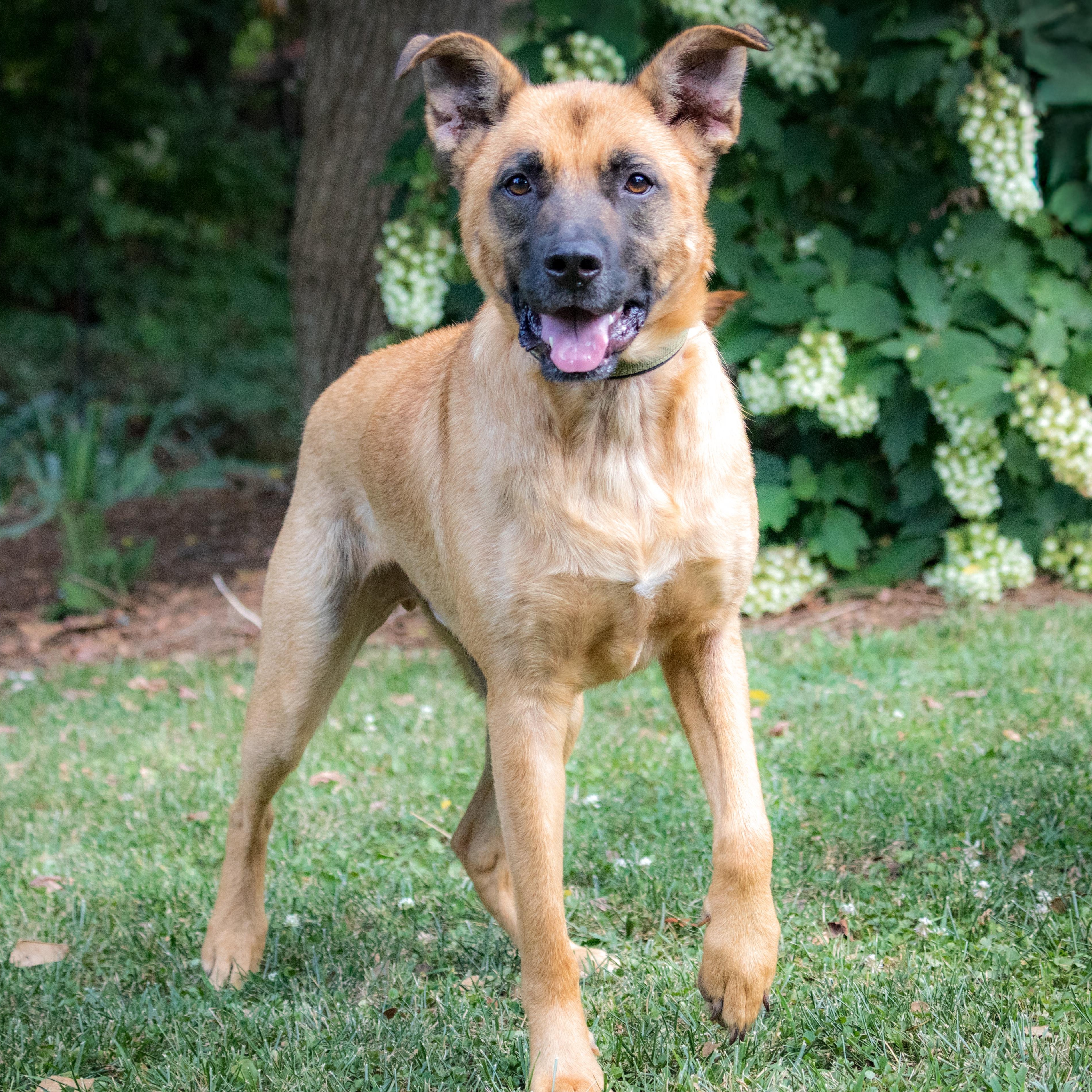 Klaus, Adoptable, Young Male German Shepherd Dog.
