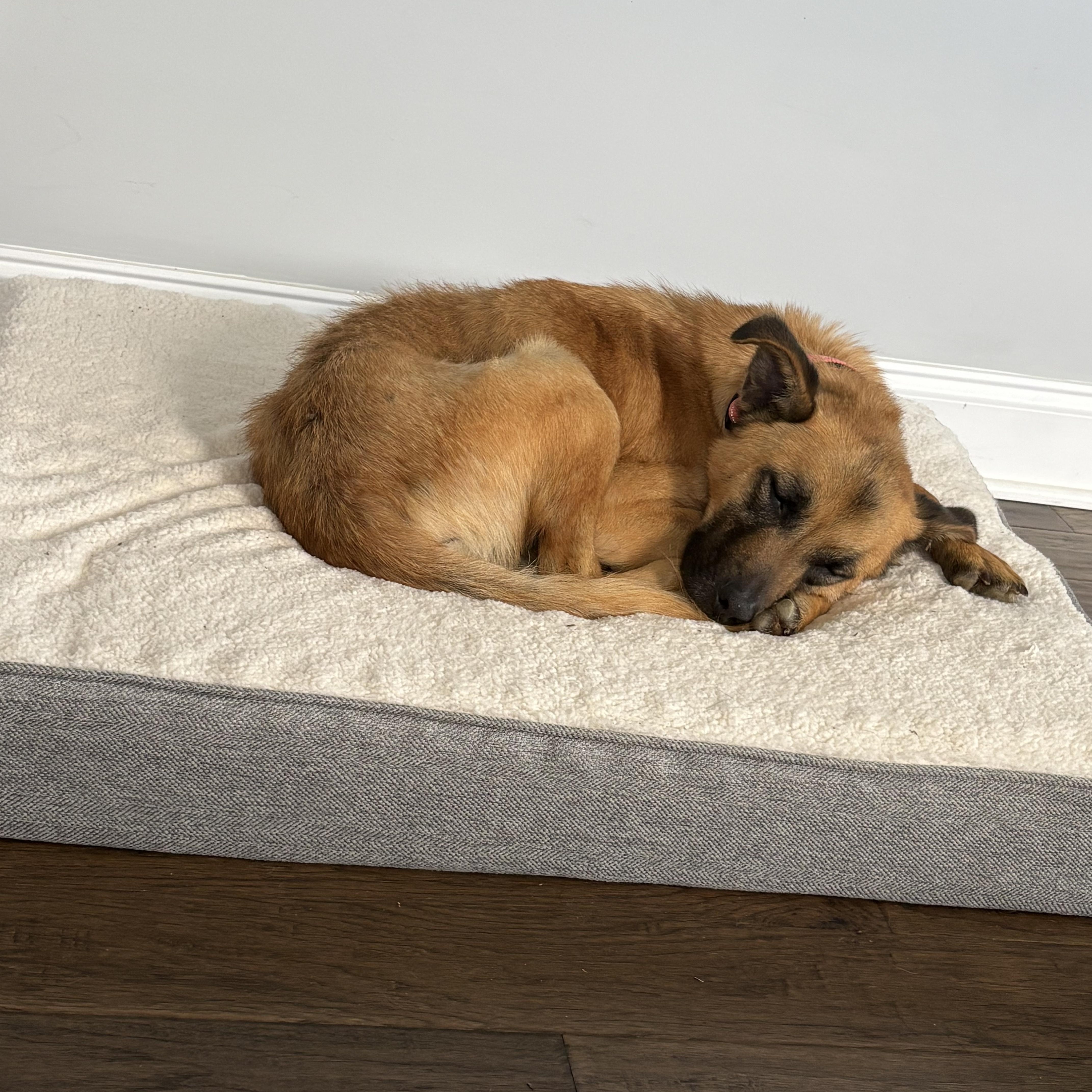 Enlarge Klaus, a ADOPTABLE mixed breed in Brentwood, TN image 2/6