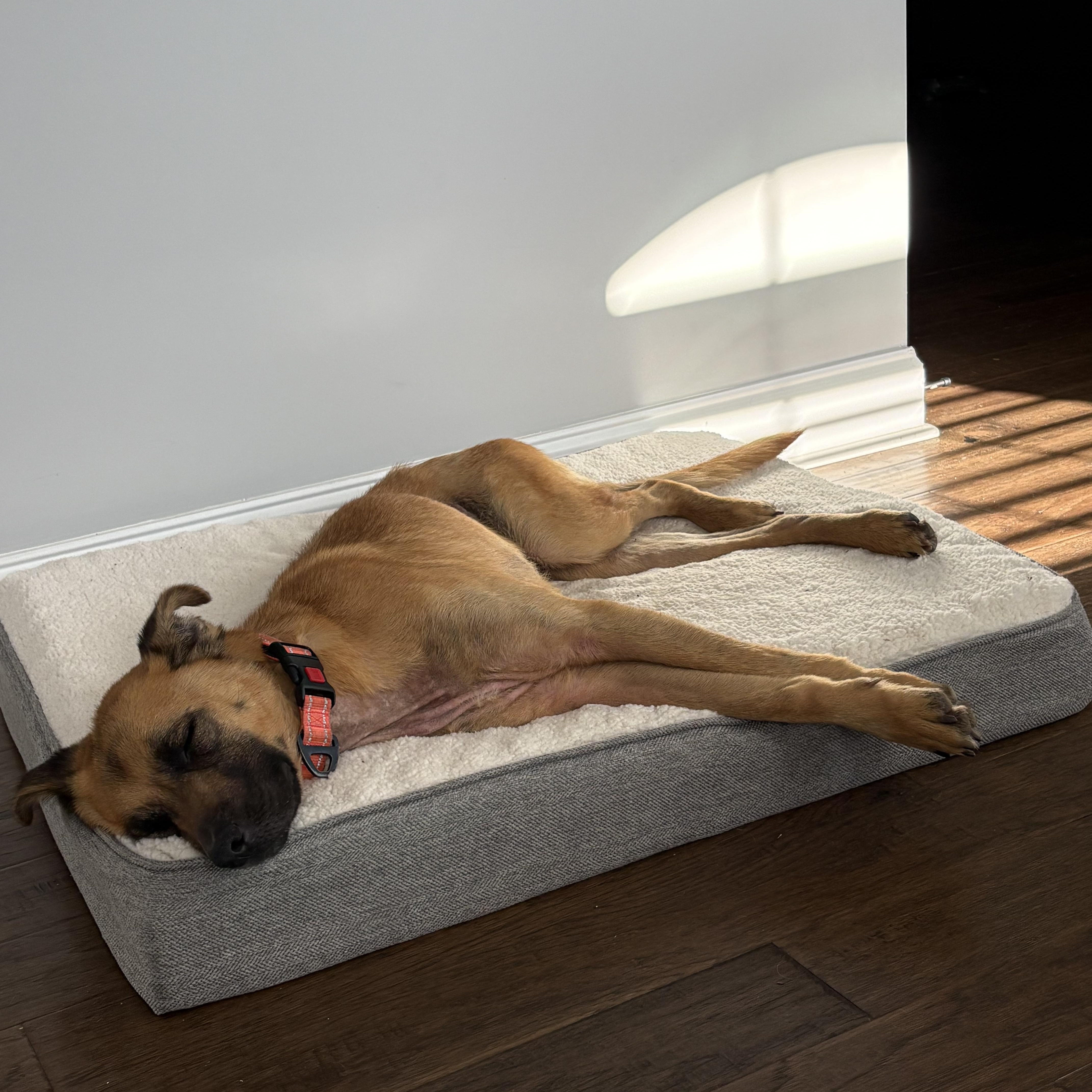 Enlarge Klaus, a ADOPTABLE mixed breed in Brentwood, TN image 5/6