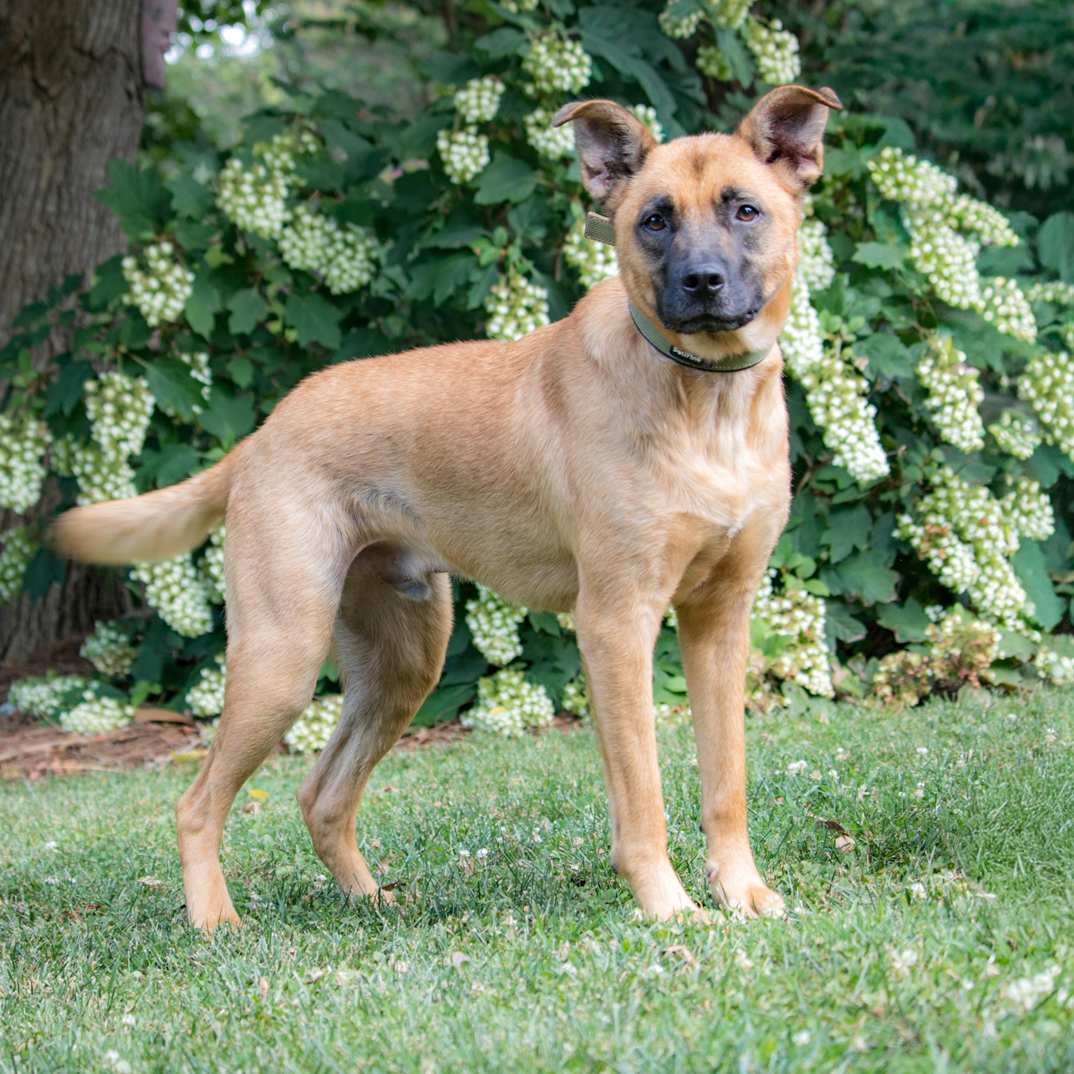 Enlarge Klaus, a Adoptable mixed breed in Brentwood, TN image 5/5