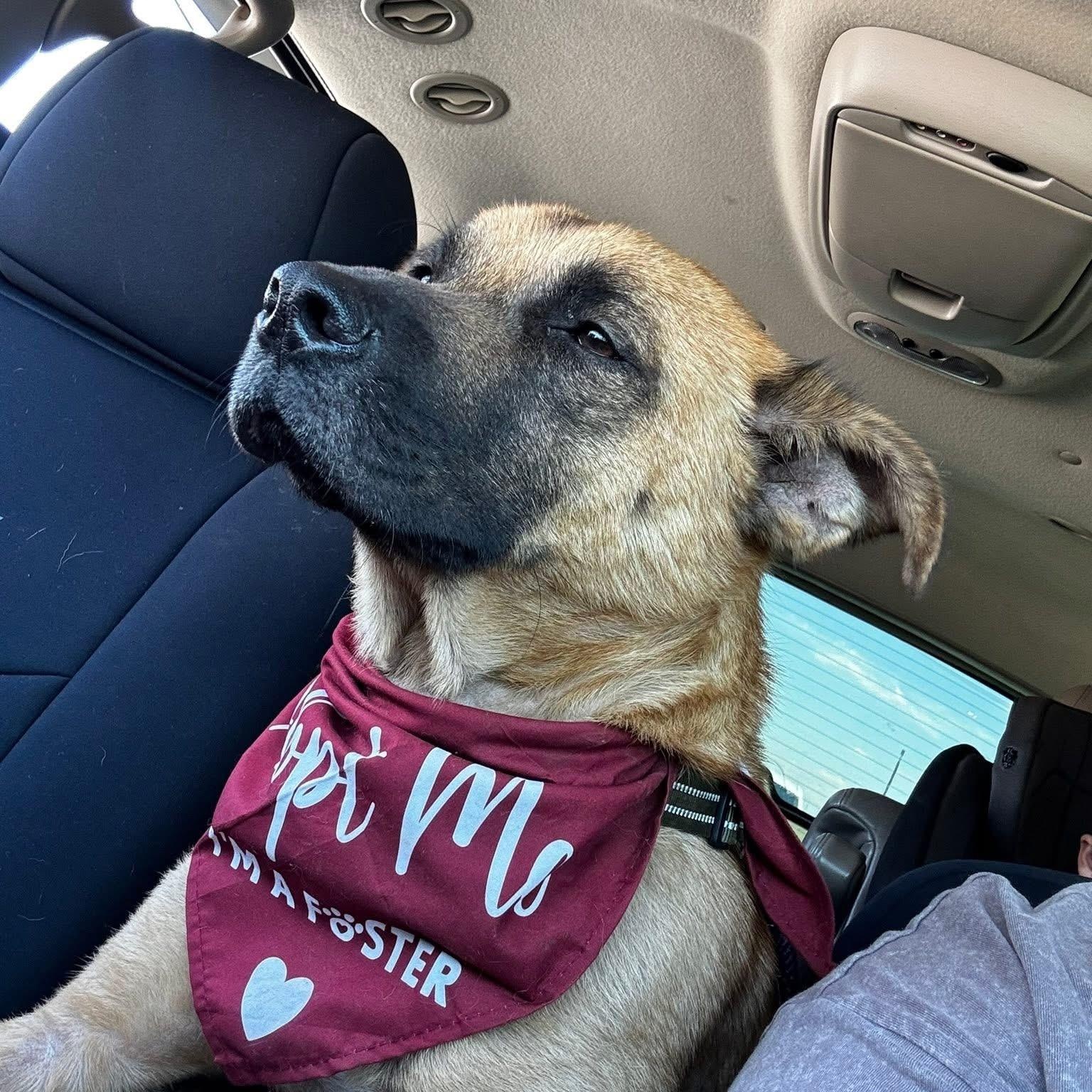 Klaus, a ADOPTABLE mixed breed in Brentwood, TN image 5/5