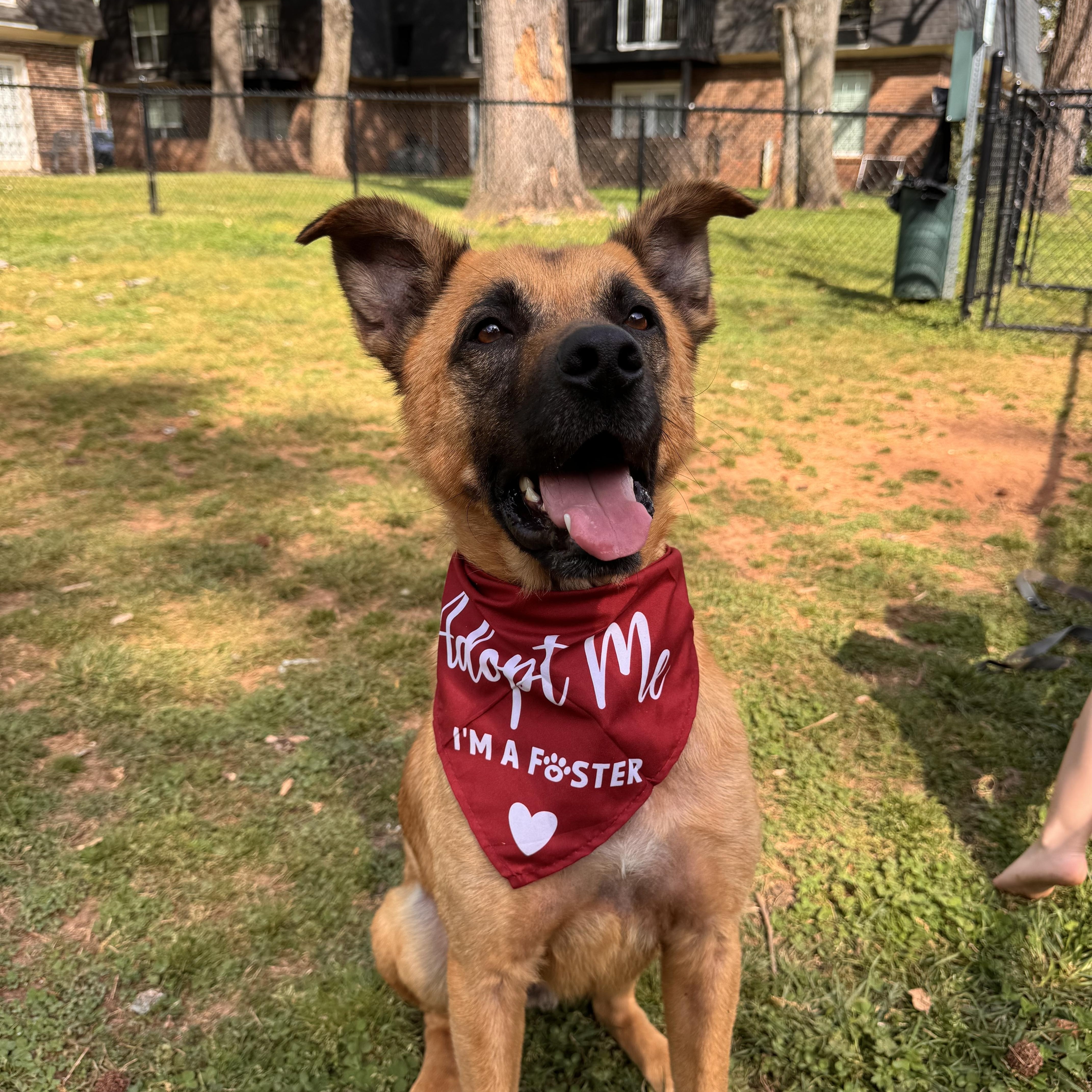Enlarge Klaus, a ADOPTABLE mixed breed in Brentwood, TN image 1/3