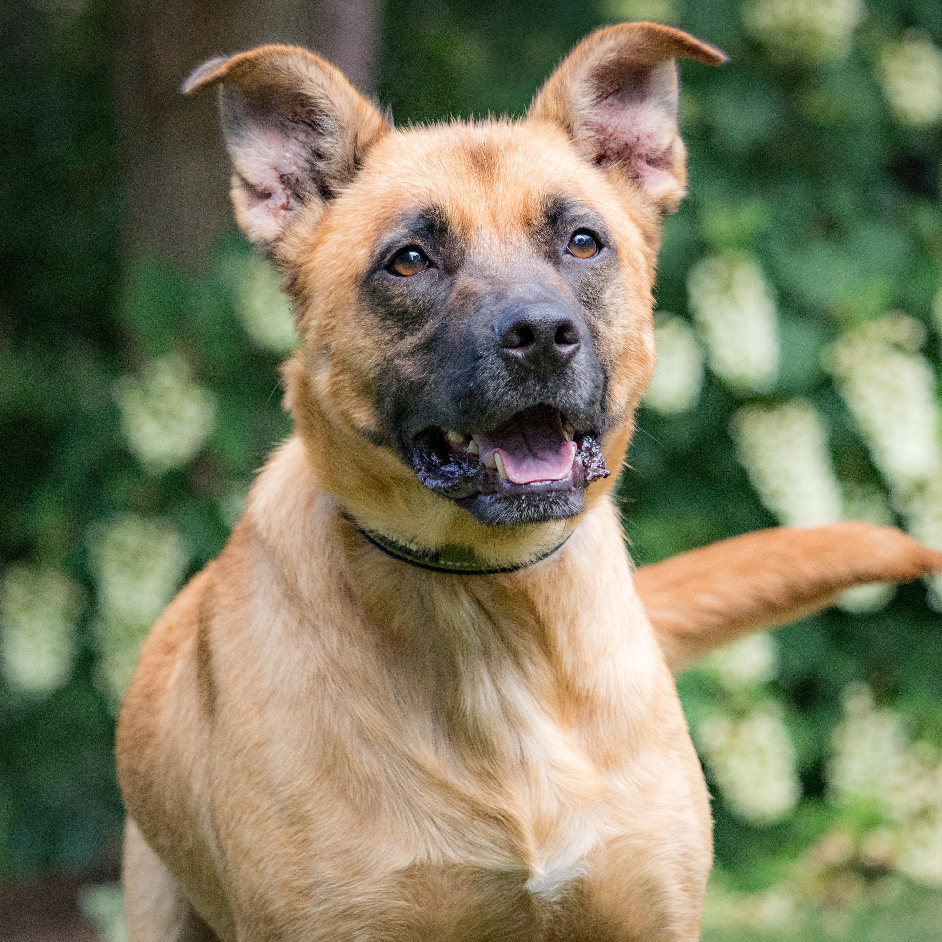 Enlarge Klaus, a Adoptable mixed breed in Brentwood, TN image 3/5