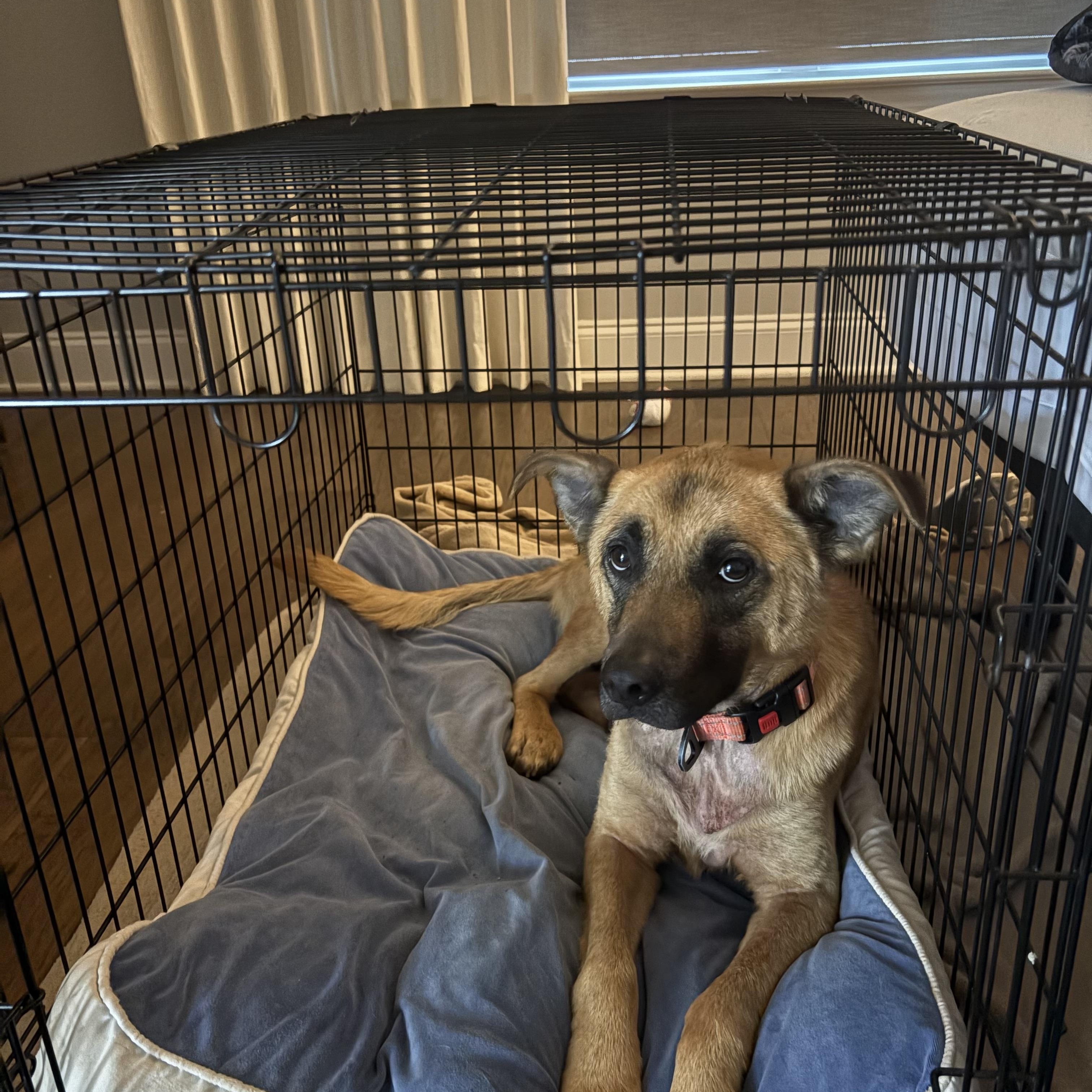 Enlarge Klaus, a ADOPTABLE mixed breed in Brentwood, TN image 3/6