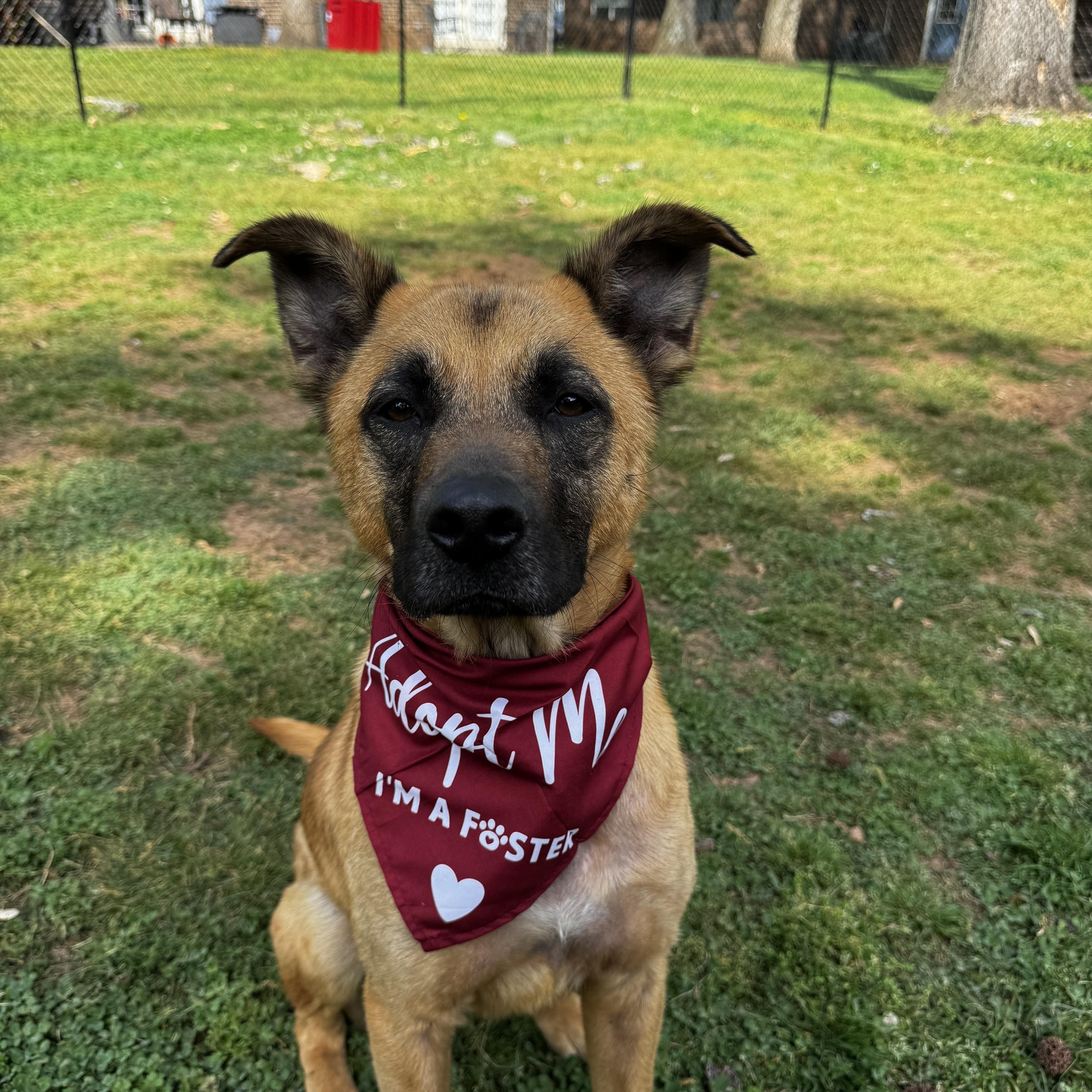 Enlarge Klaus, a ADOPTABLE mixed breed in Brentwood, TN image 2/3