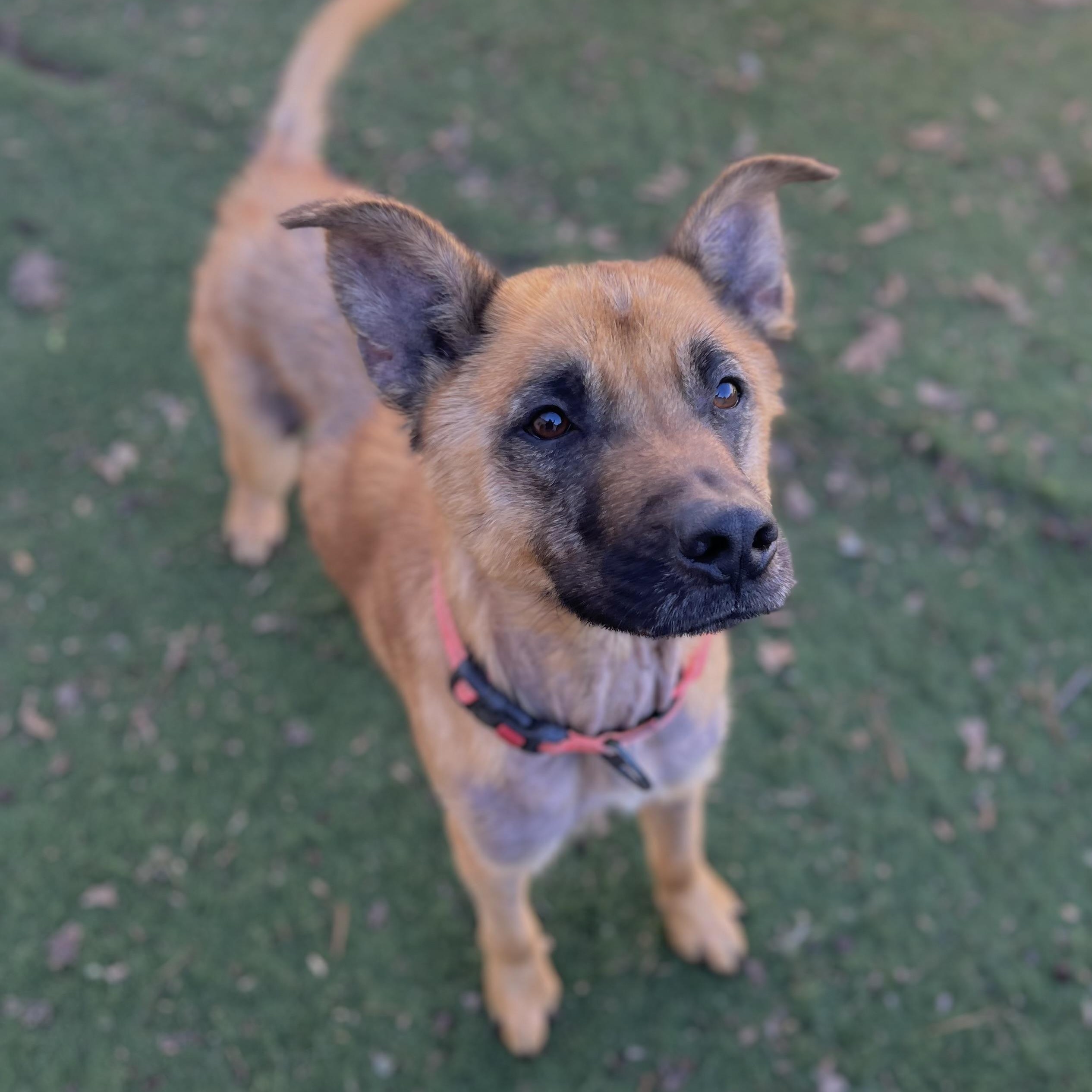 Klaus, ADOPTABLE, Young Male German Shepherd Dog.