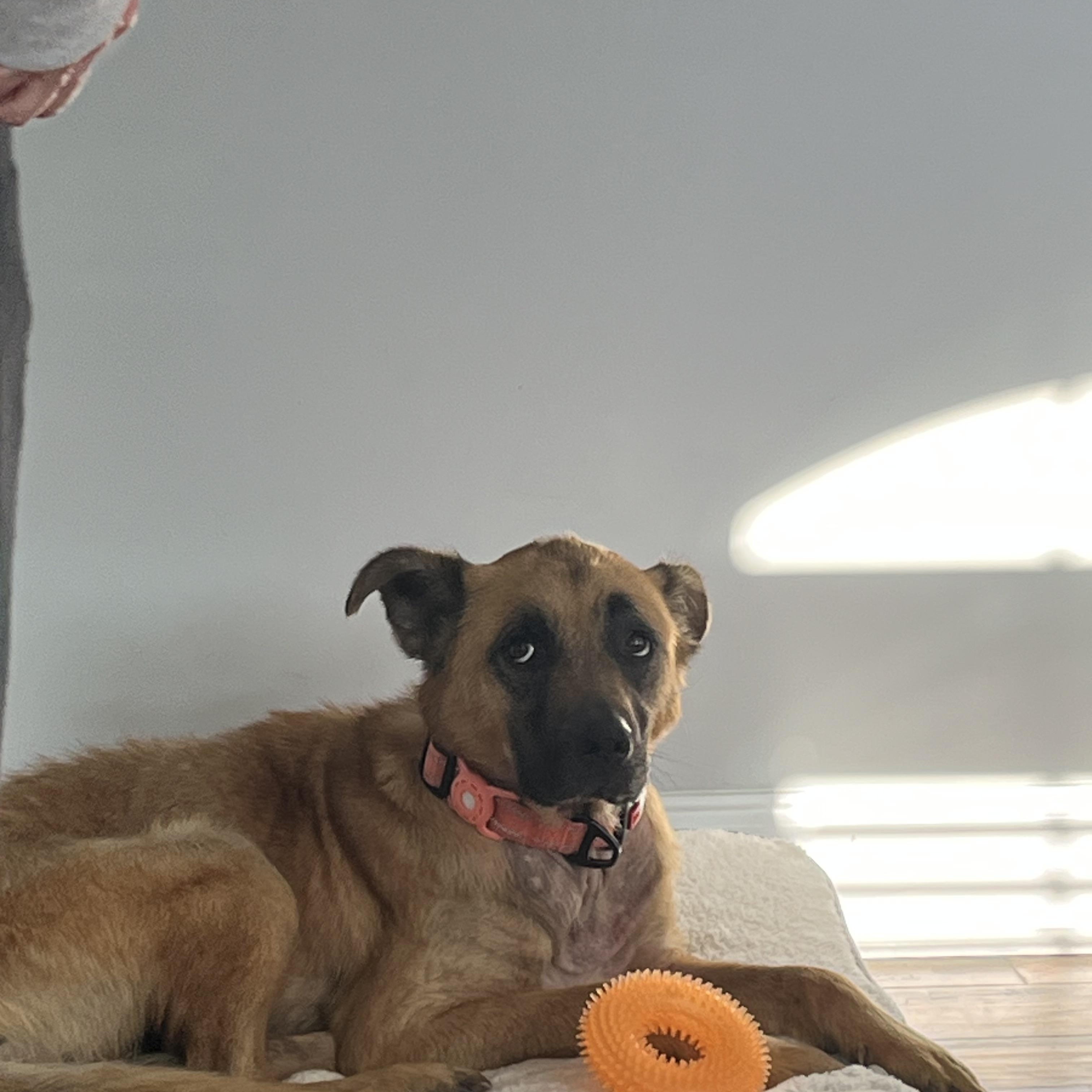 Enlarge Klaus, a ADOPTABLE mixed breed in Brentwood, TN image 6/6