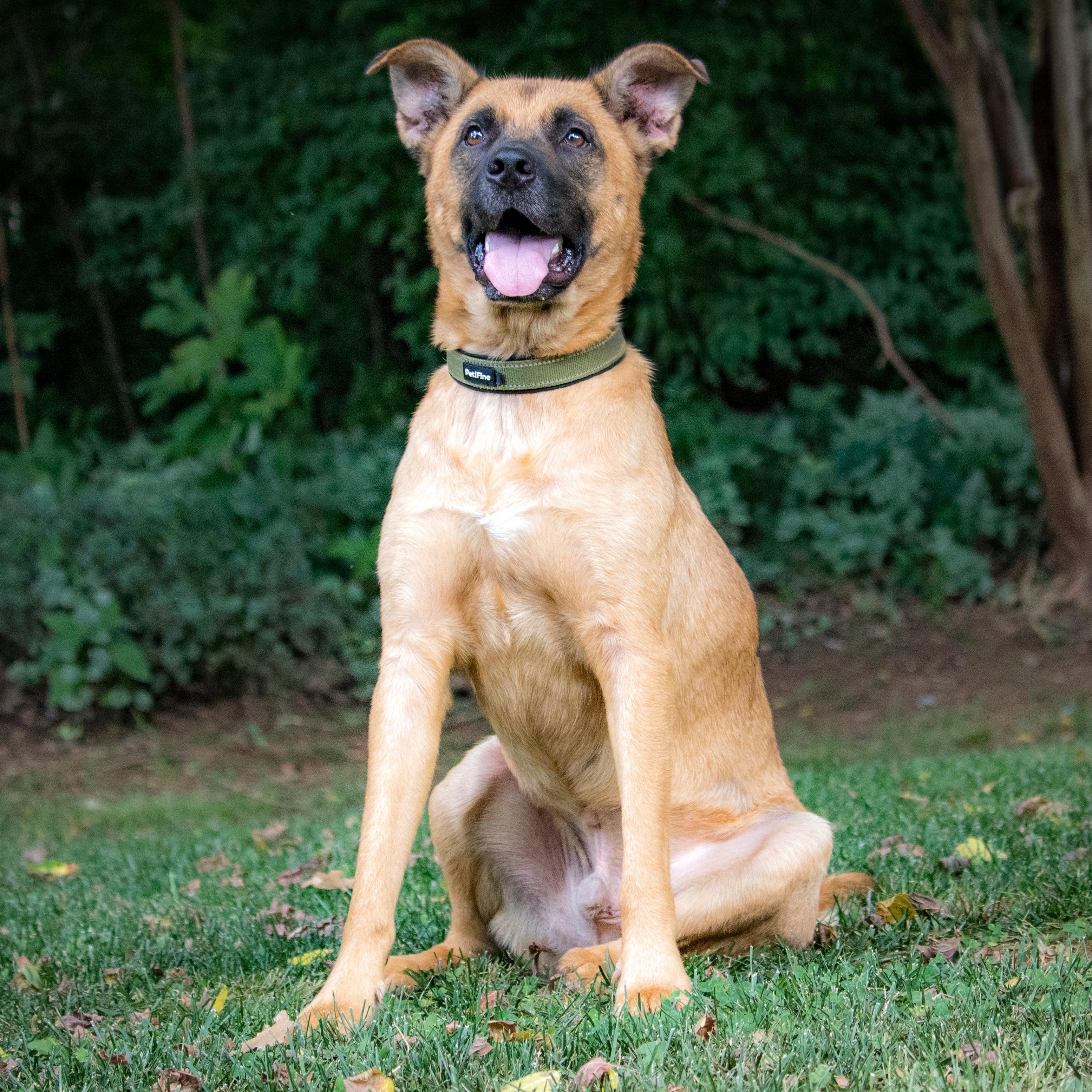 Enlarge Klaus, a Adoptable mixed breed in Brentwood, TN image 2/5