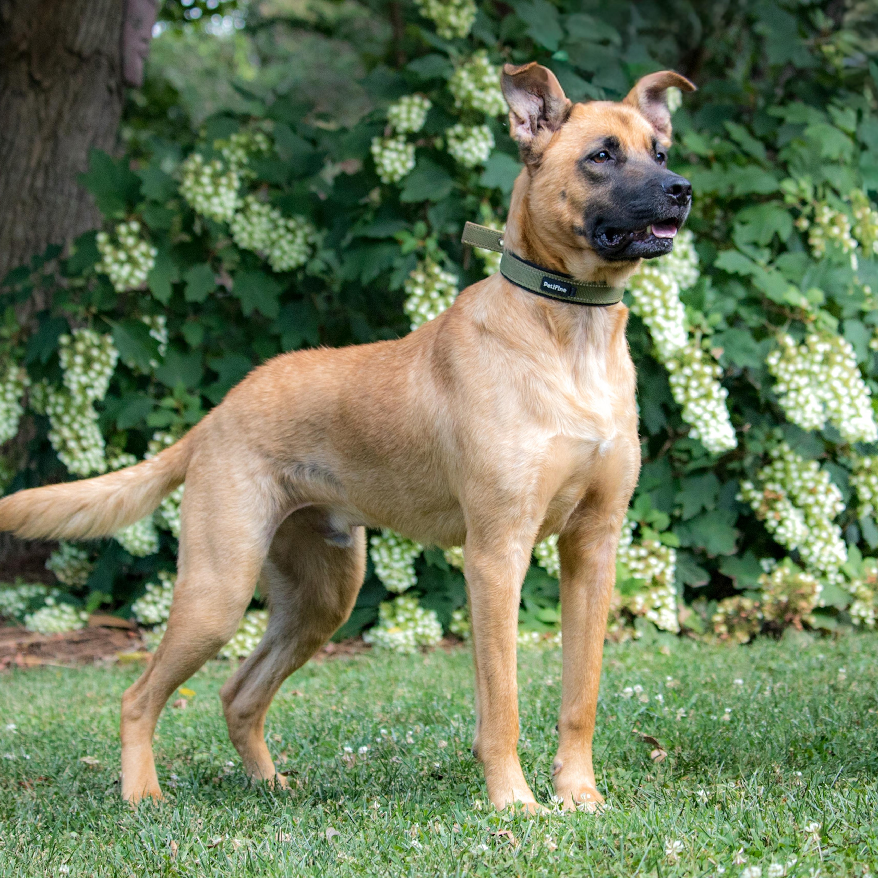 Enlarge Klaus, a Adoptable mixed breed in Brentwood, TN image 4/5
