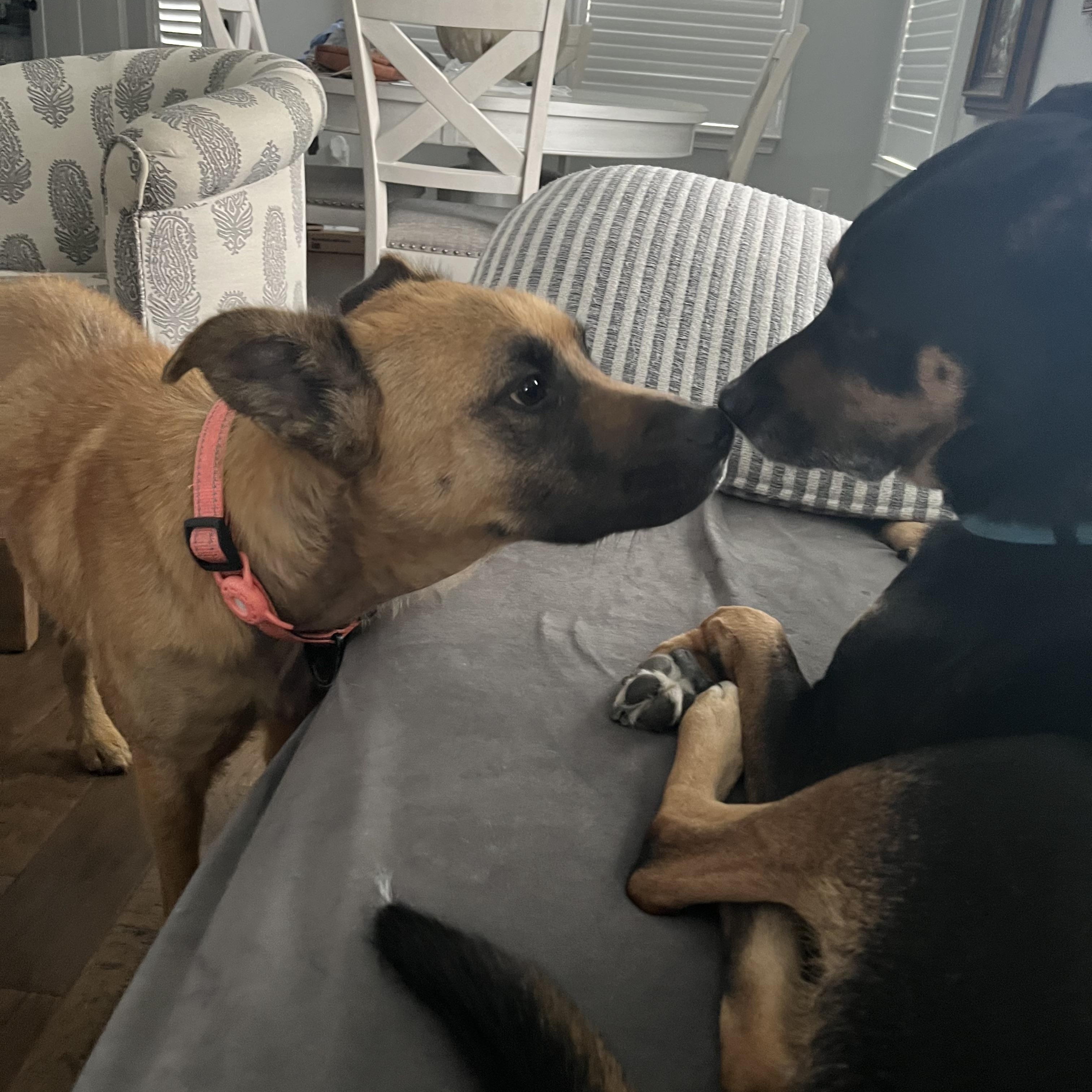 Enlarge Klaus, a ADOPTABLE mixed breed in Brentwood, TN image 4/6