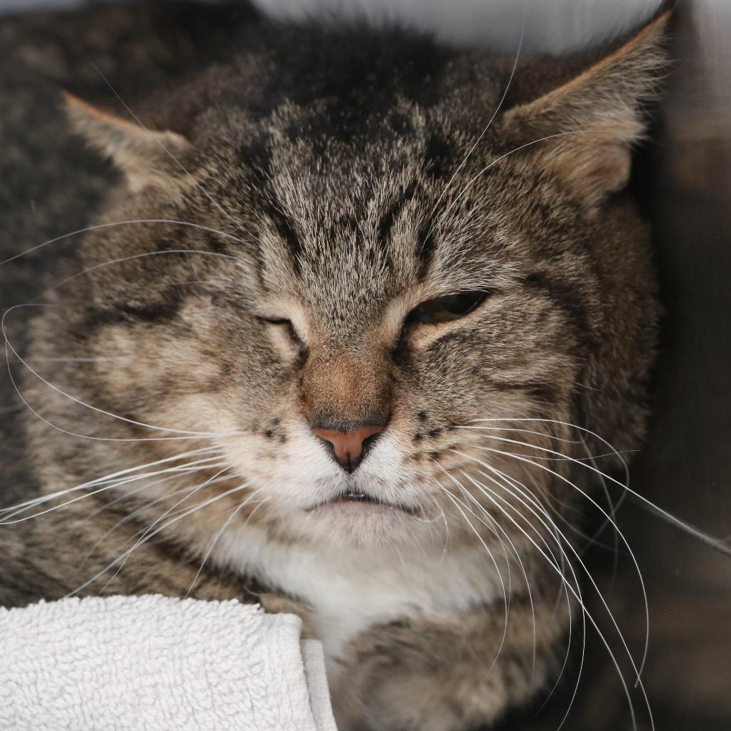 Snap, Adoptable, Senior Male Domestic Short Hair.